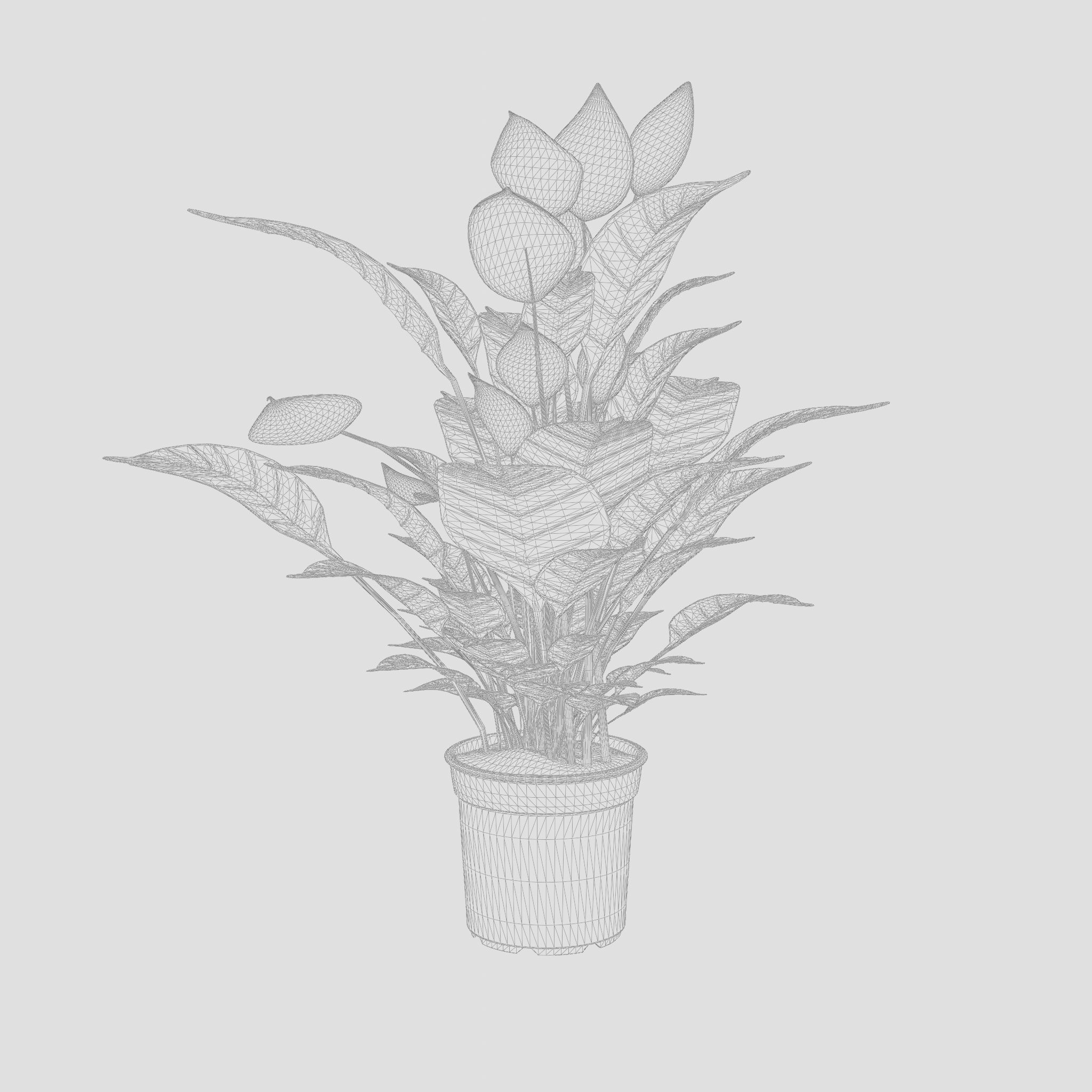 Peace Lily Houseplant 3D Model Low-poly 3D model_5