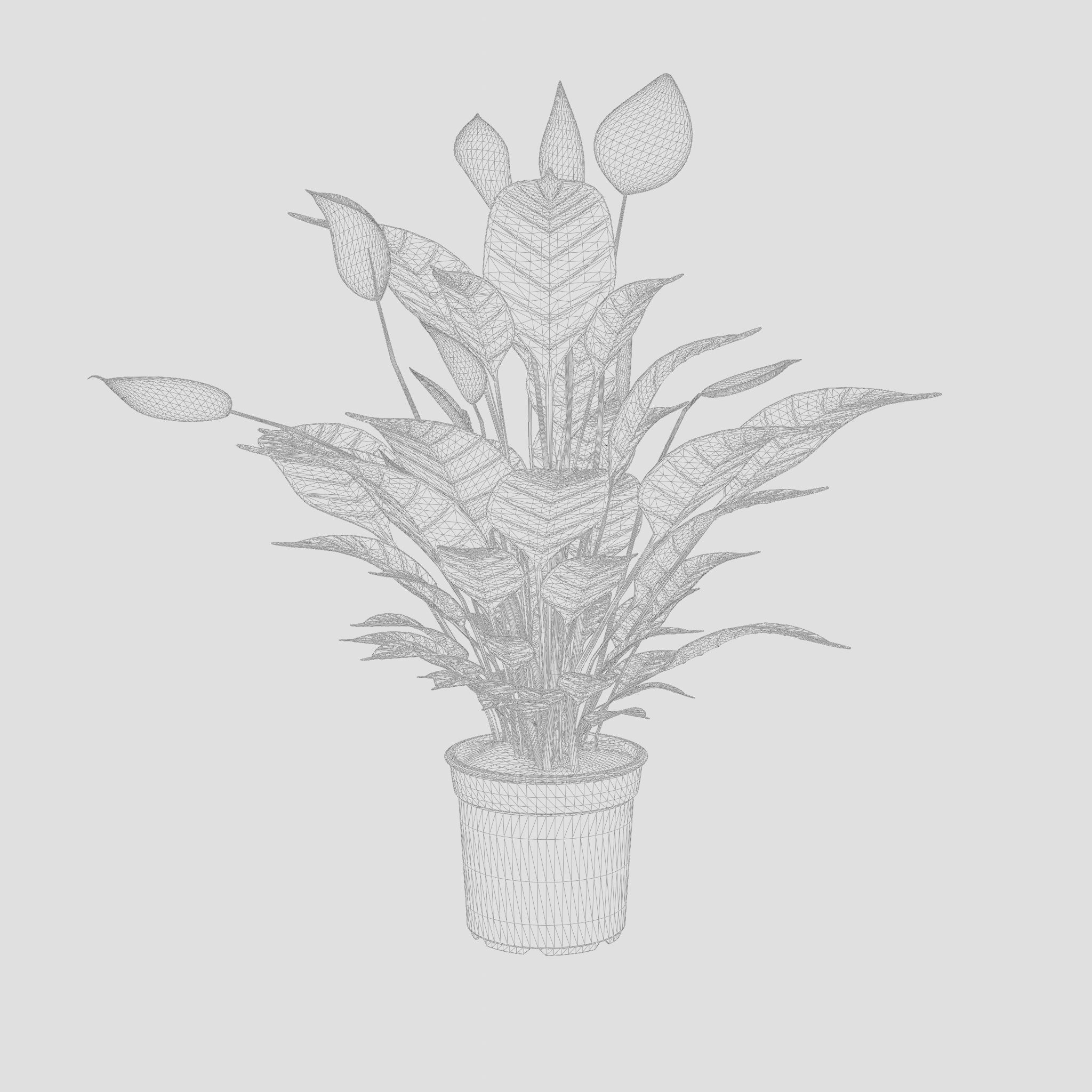 Peace Lily Houseplant 3D Model Low-poly 3D model_4