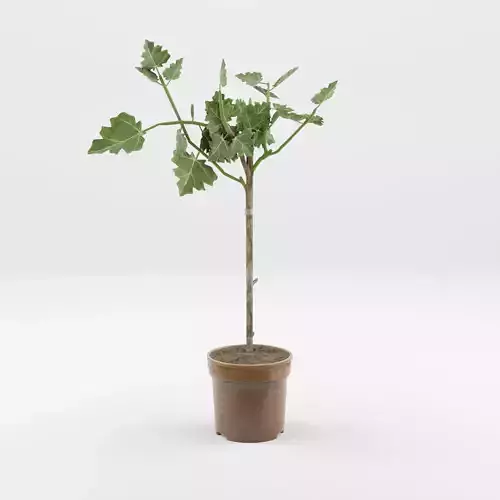 Chinese Banyan Ficus Carica 3D Model