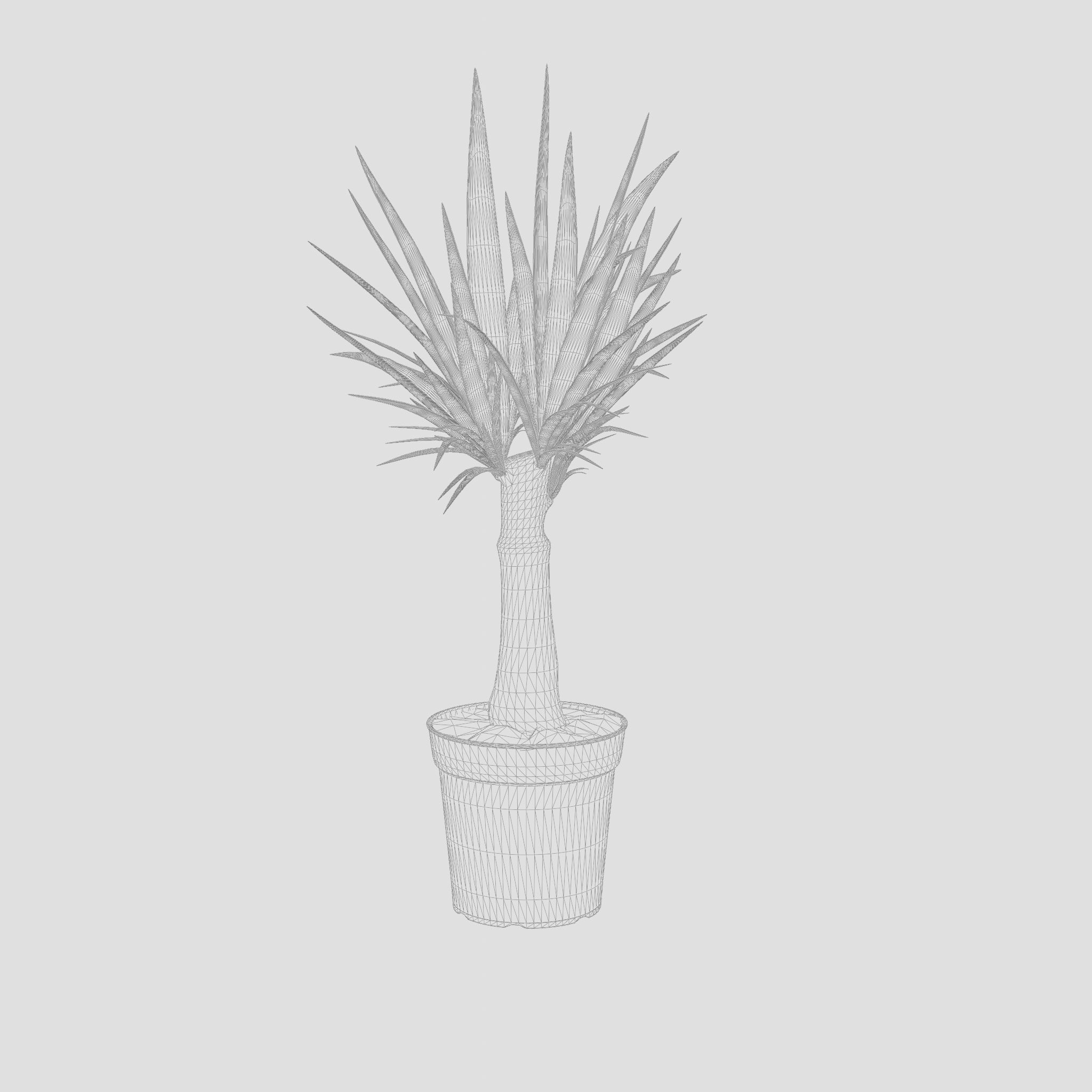 Yucca Cane Houseplant 3D Model Low-poly 3D model_4