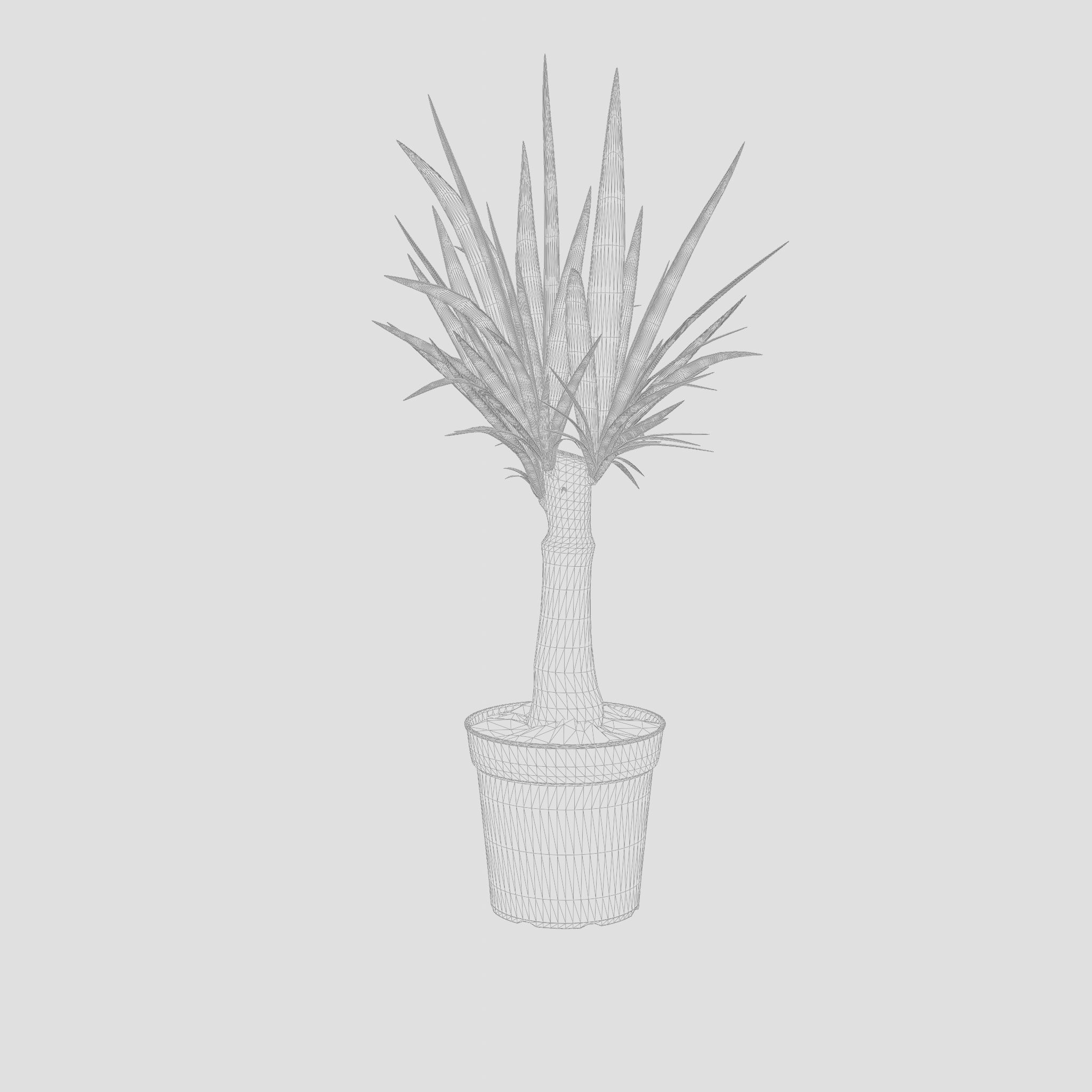 Yucca Cane Houseplant 3D Model Low-poly 3D model_7