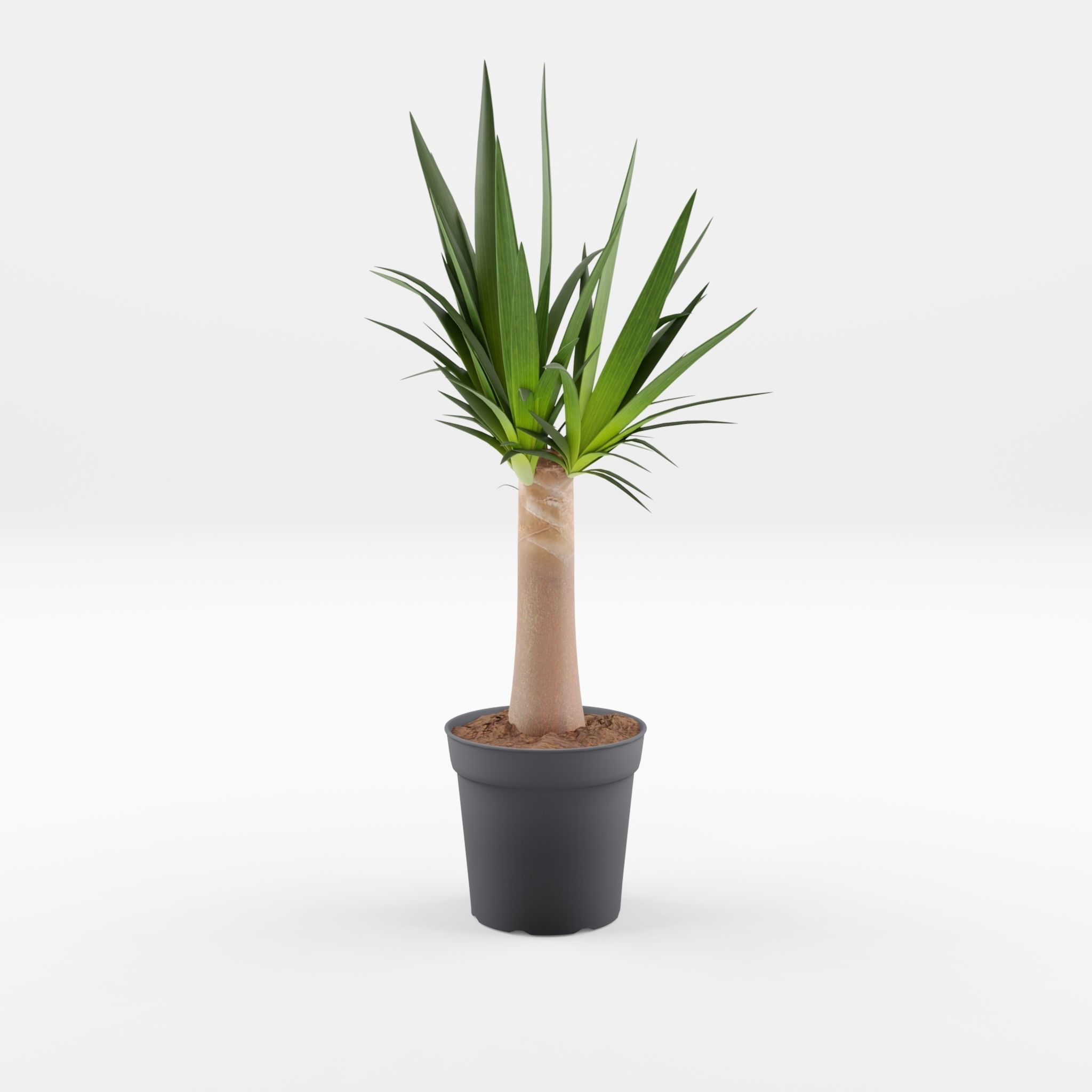 Yucca Cane Houseplant 3D Model Low-poly 3D model_2