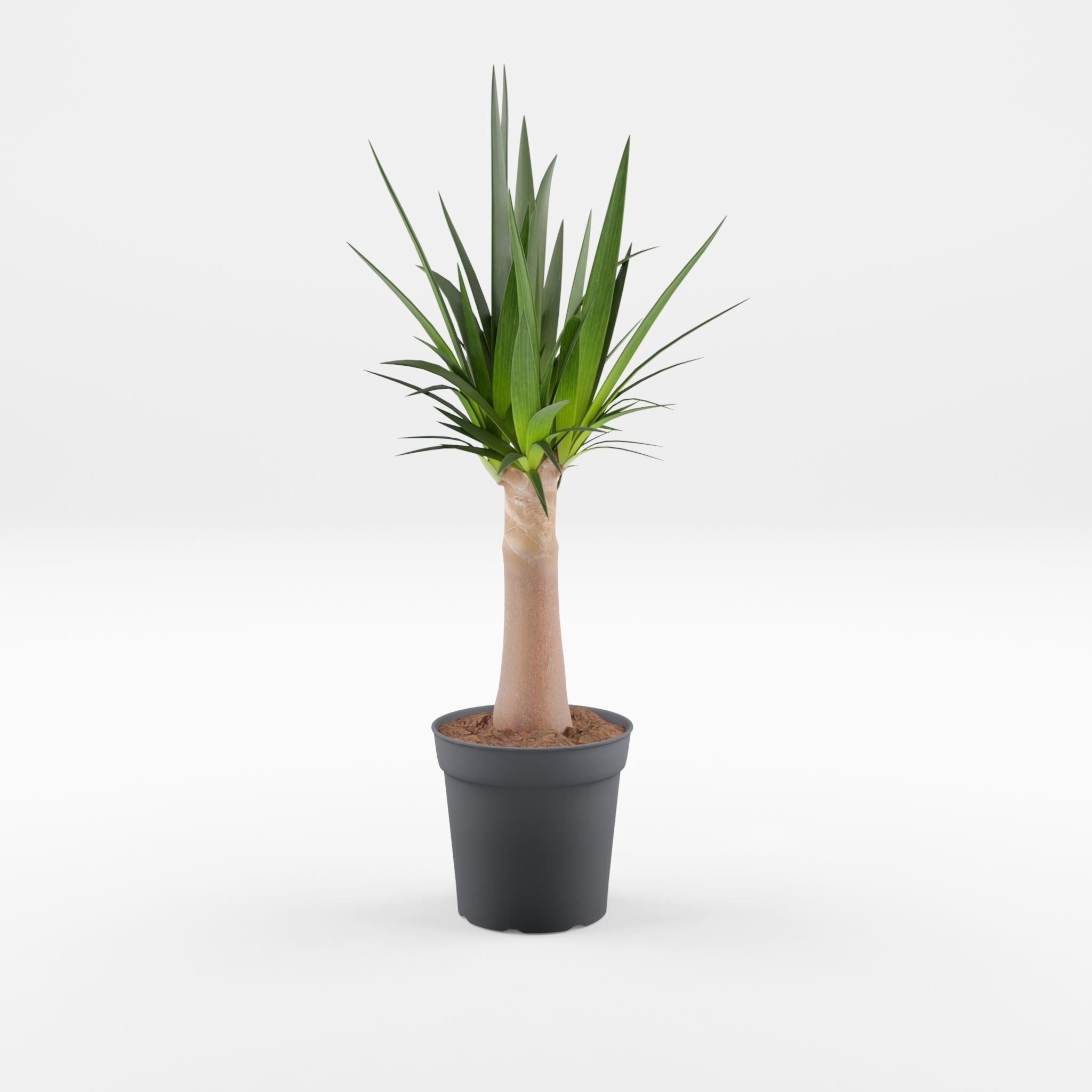 Yucca Cane Houseplant 3D Model Low-poly 3D model_1