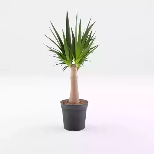 Yucca Cane Houseplant 3D Model Low-poly 3D model