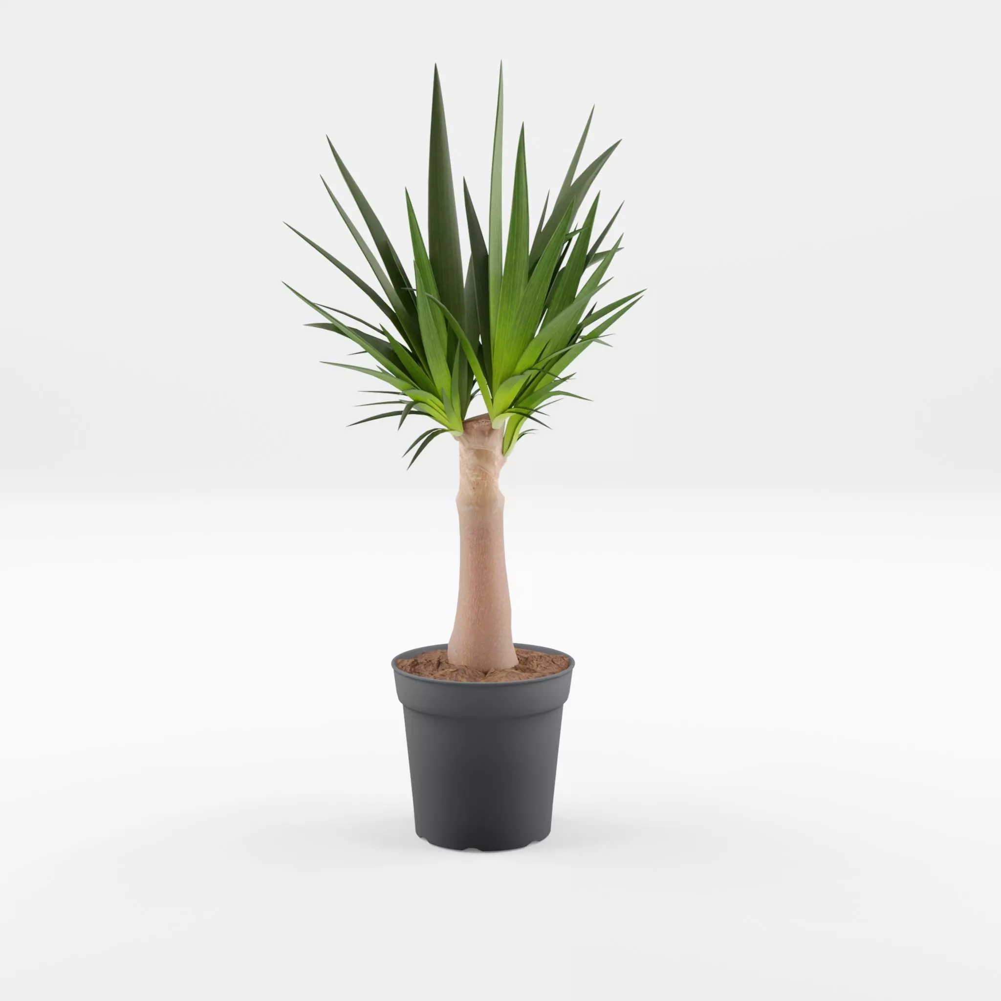 Yucca Cane Houseplant 3D Model Low-poly 3D model_0