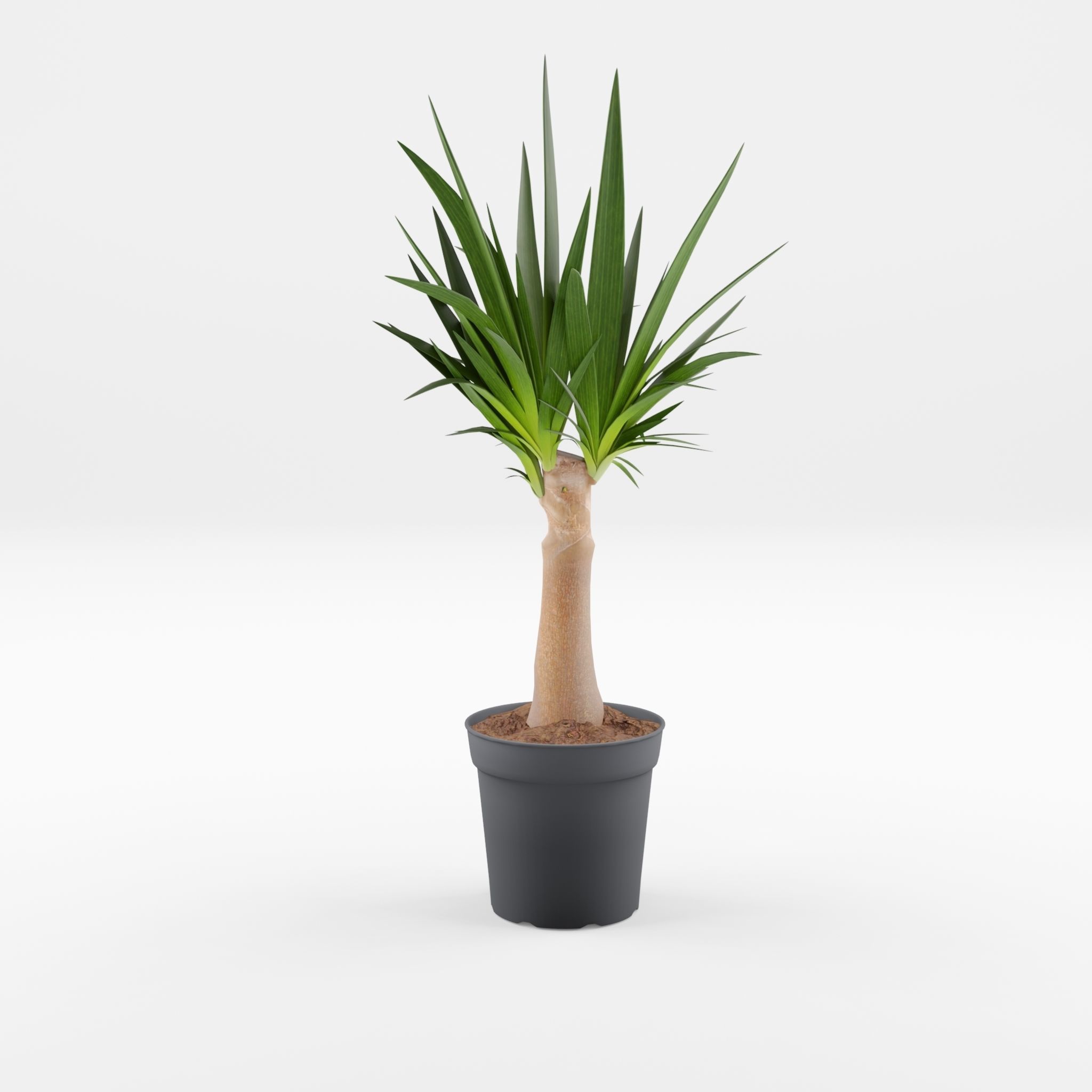 Yucca Cane Houseplant 3D Model Low-poly 3D model_3