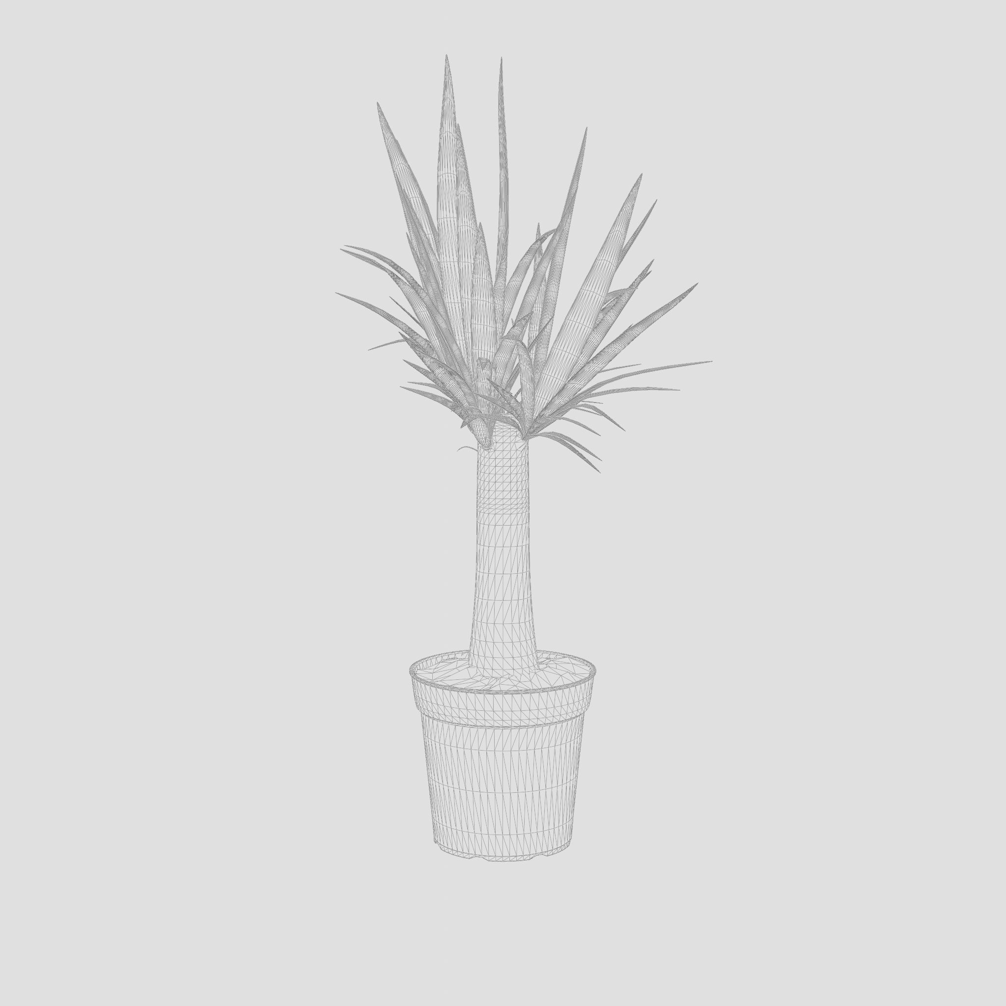 Yucca Cane Houseplant 3D Model Low-poly 3D model_6