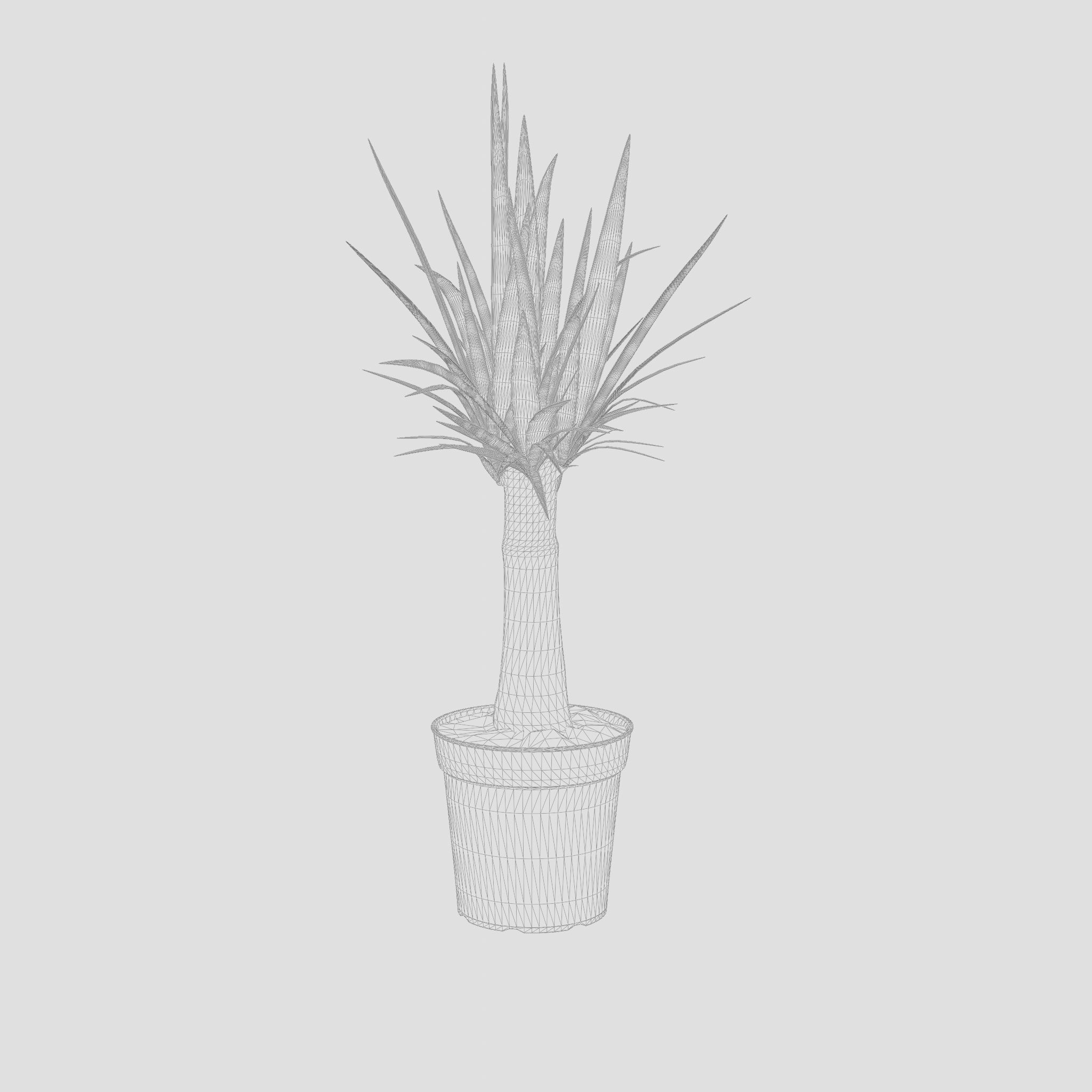 Yucca Cane Houseplant 3D Model Low-poly 3D model_5