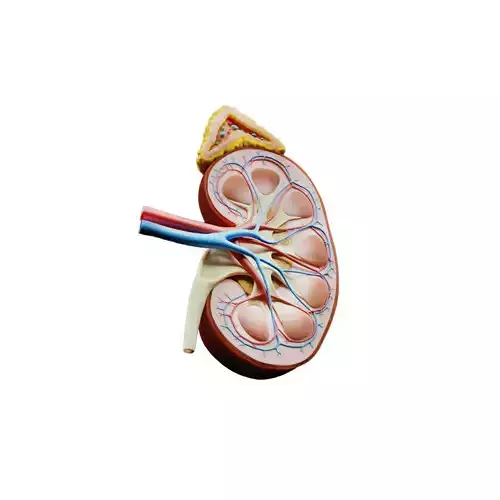 Kidney Cross Section Anatomy 3D model