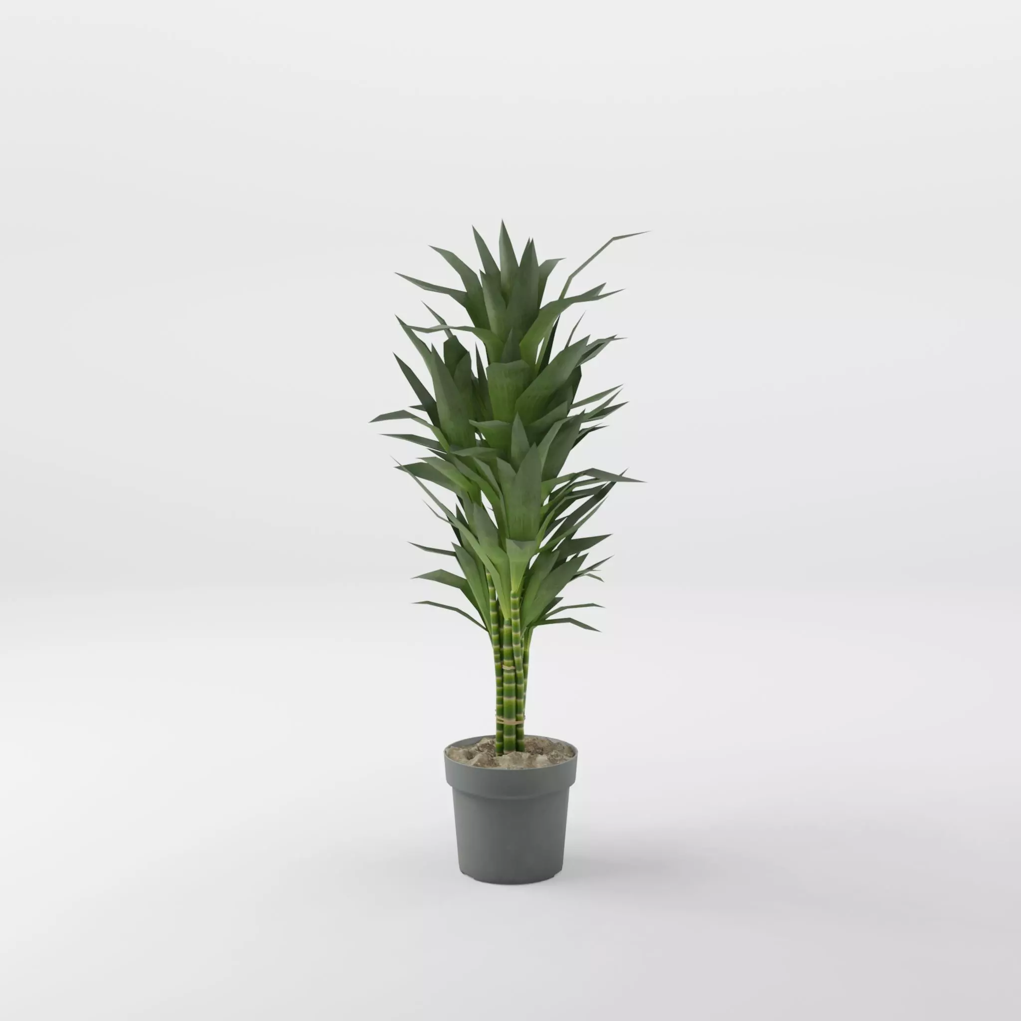 Dracaena Janet Lind Houseplant 3D Model Low-poly 3D model_0
