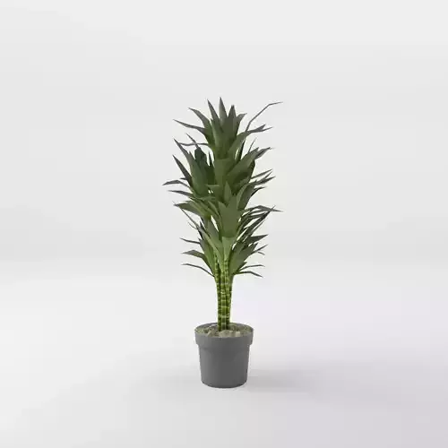 Dracaena Janet Lind Houseplant 3D Model Low-poly 3D model