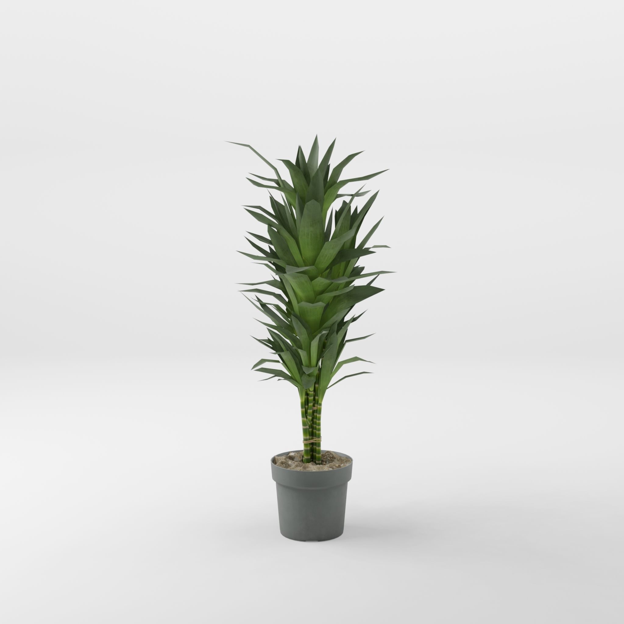 Dracaena Janet Lind Houseplant 3D Model Low-poly 3D model_3