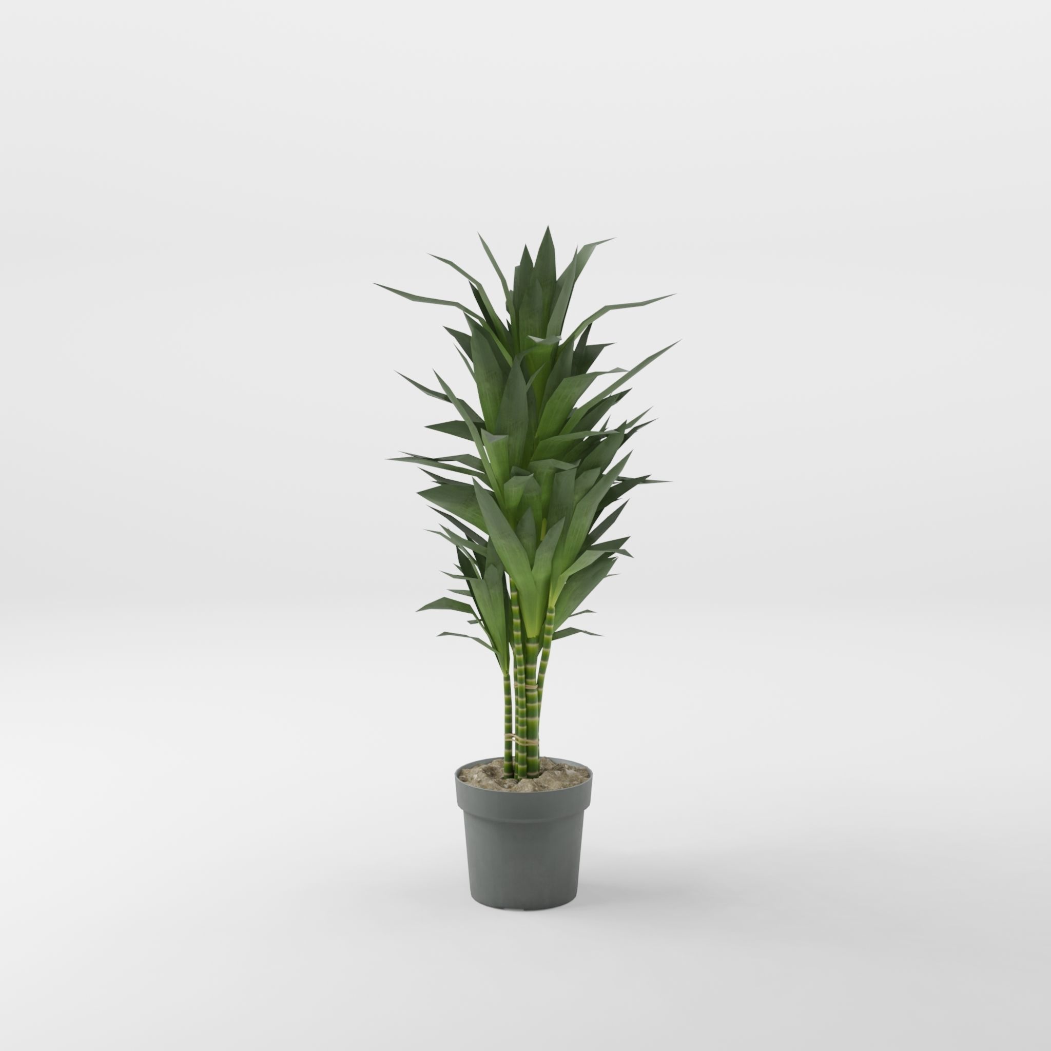 Dracaena Janet Lind Houseplant 3D Model Low-poly 3D model_1