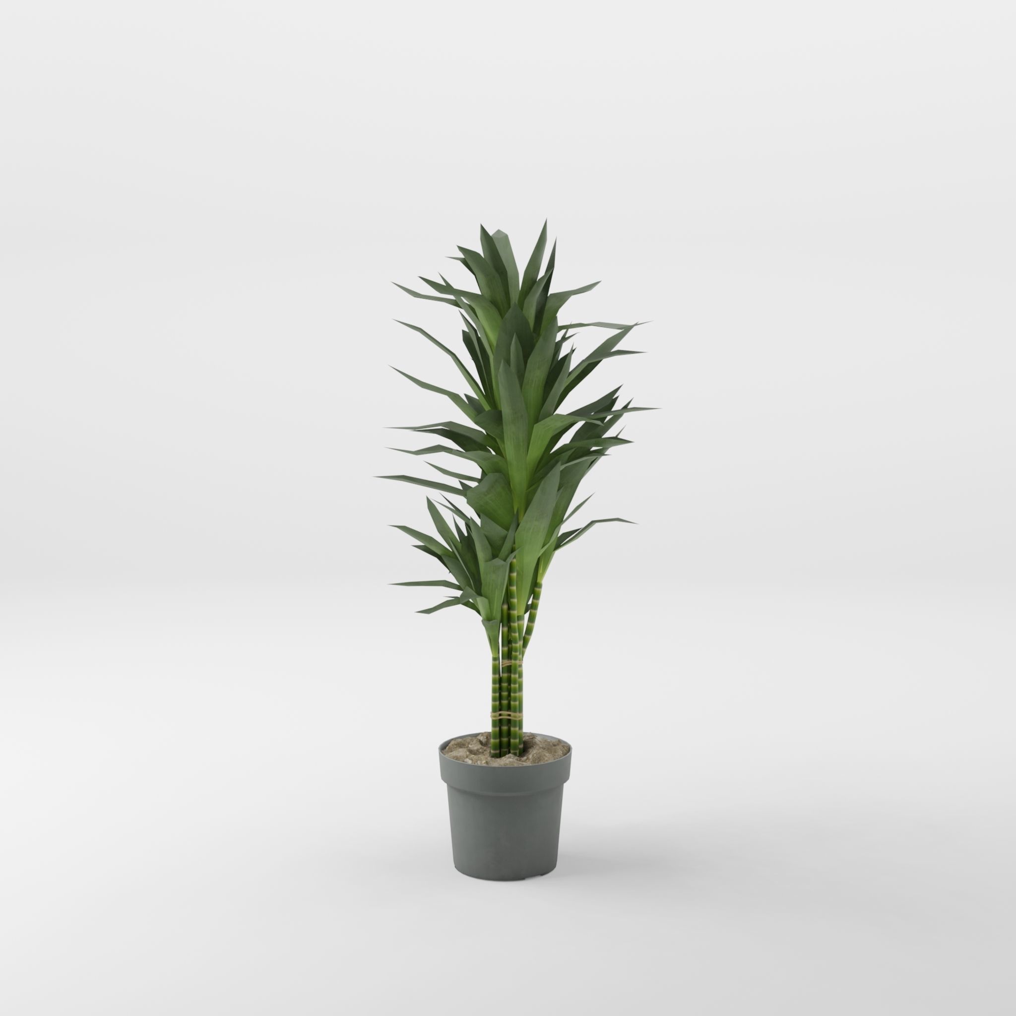 Dracaena Janet Lind Houseplant 3D Model Low-poly 3D model_2