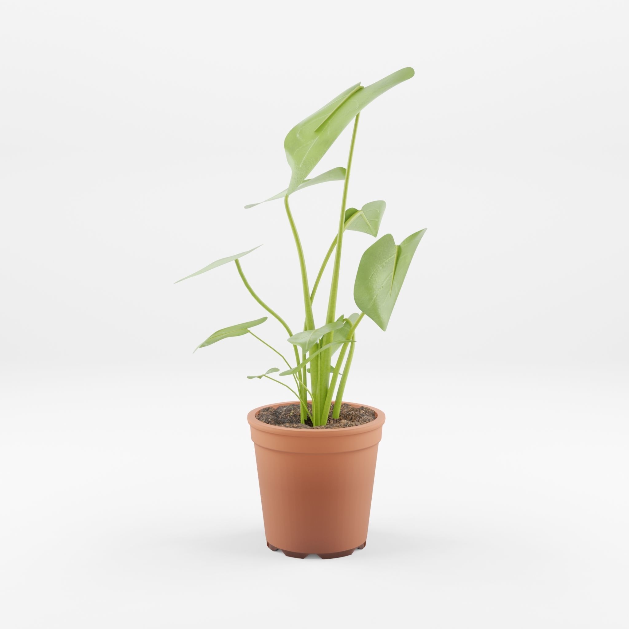 Swiss Cheese Plant 3D Model Low-poly 3D model_2