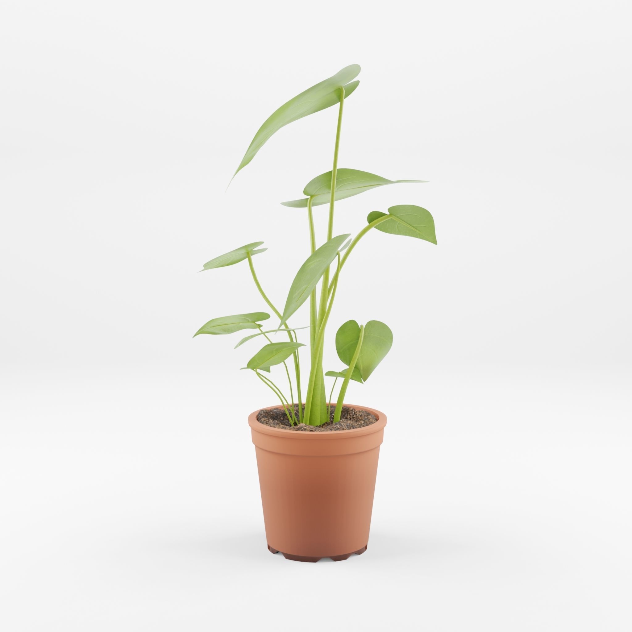 Swiss Cheese Plant 3D Model Low-poly 3D model_1