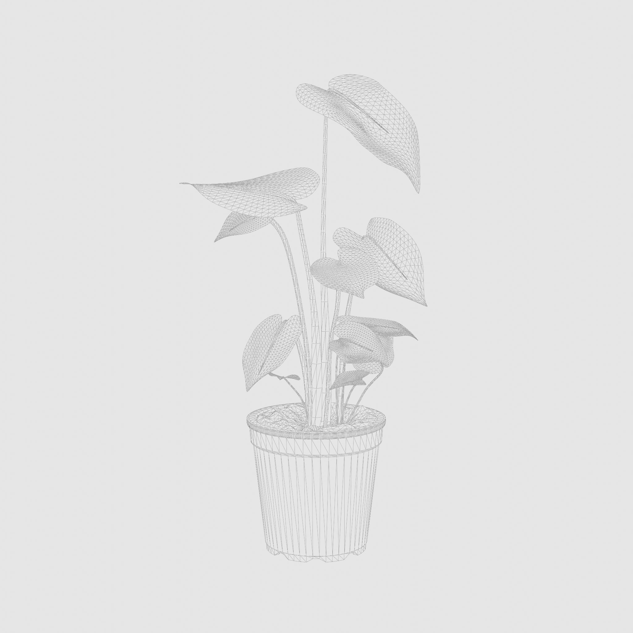 Swiss Cheese Plant 3D Model Low-poly 3D model_7