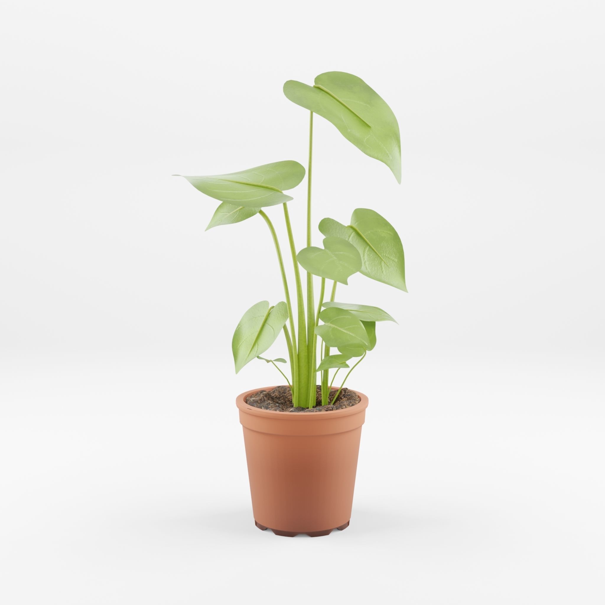 Swiss Cheese Plant 3D Model Low-poly 3D model_3