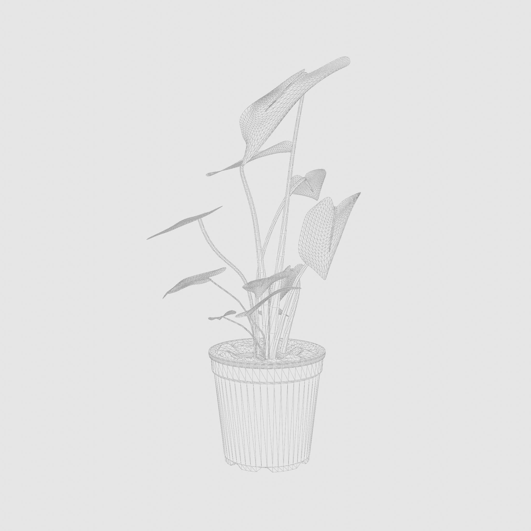 Swiss Cheese Plant 3D Model Low-poly 3D model_6