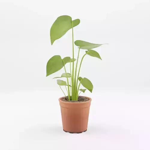 Swiss Cheese Plant 3D Model Low-poly 3D model