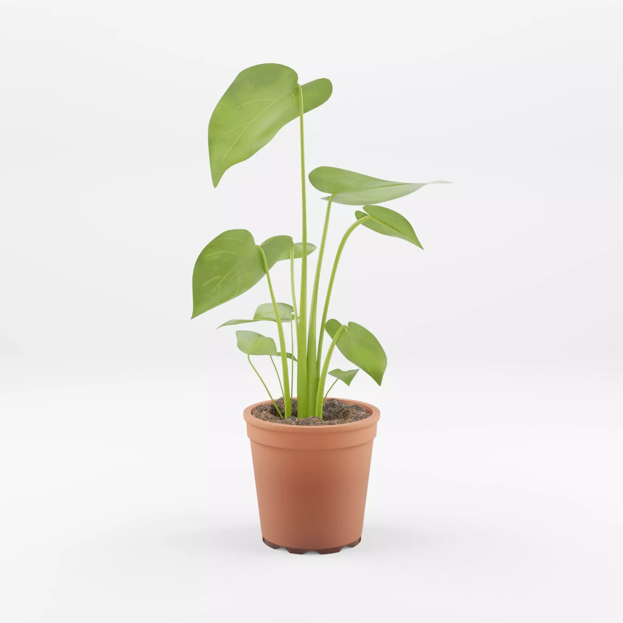 Swiss Cheese Plant 3D Model Low-poly 3D model_0