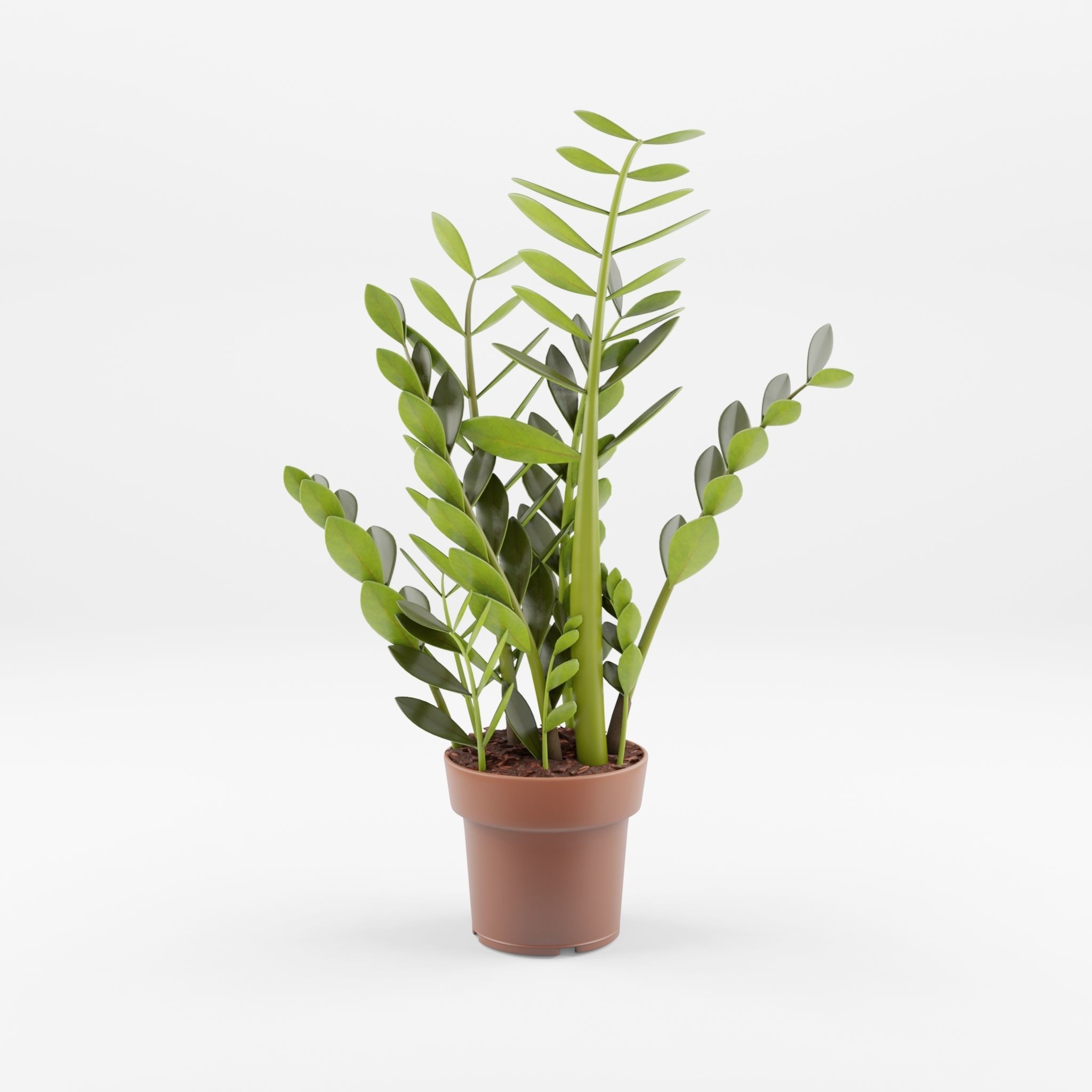 ZZ Plant Zamioculcas Zamiifolia 3D Model Low-poly 3D model_3