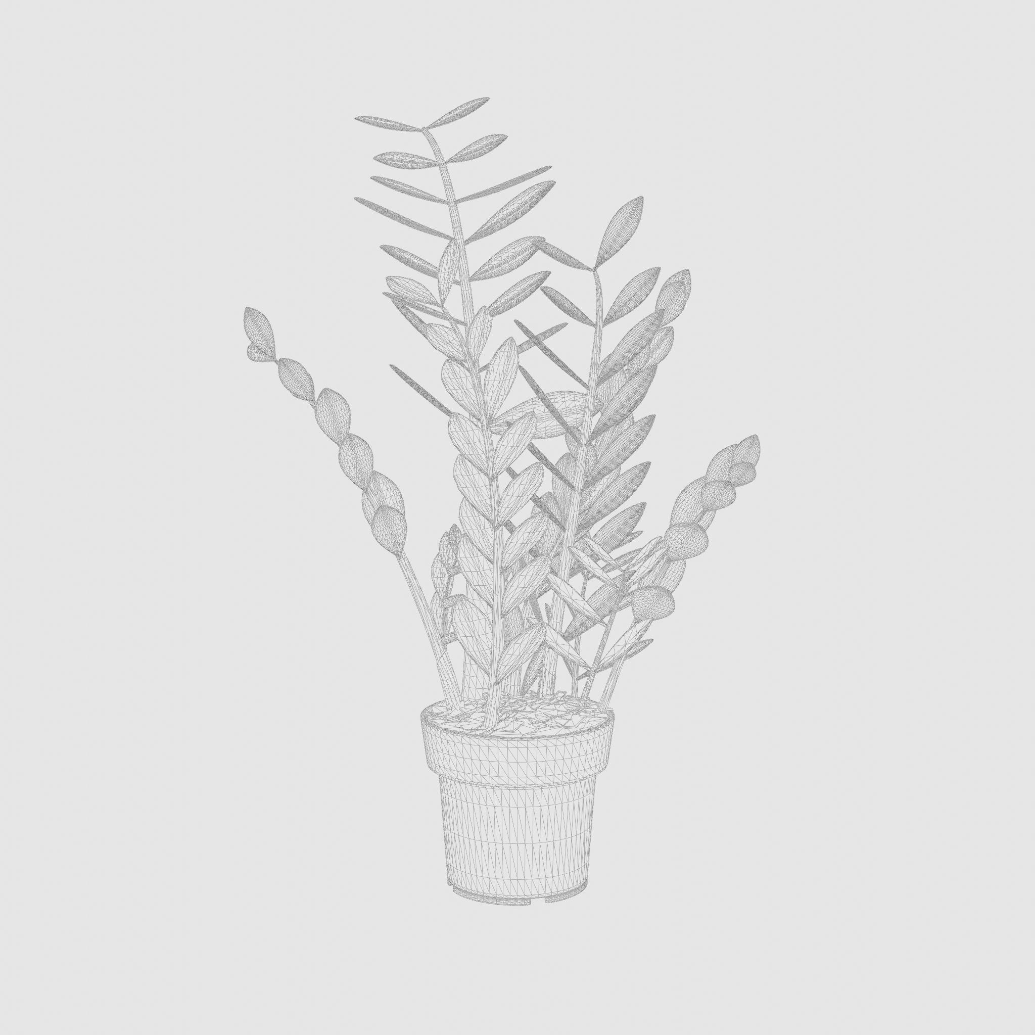 ZZ Plant Zamioculcas Zamiifolia 3D Model Low-poly 3D model_4