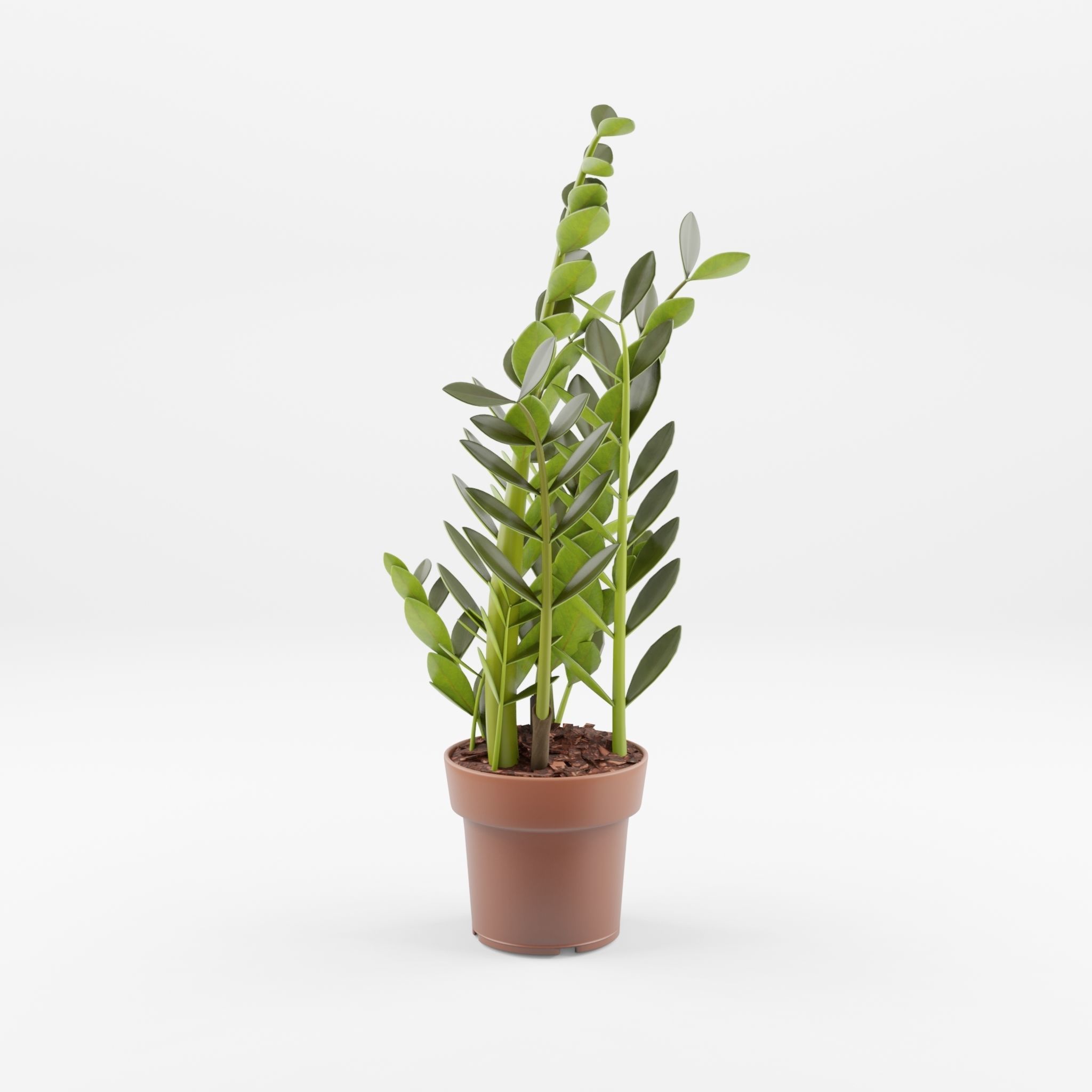 ZZ Plant Zamioculcas Zamiifolia 3D Model Low-poly 3D model_2