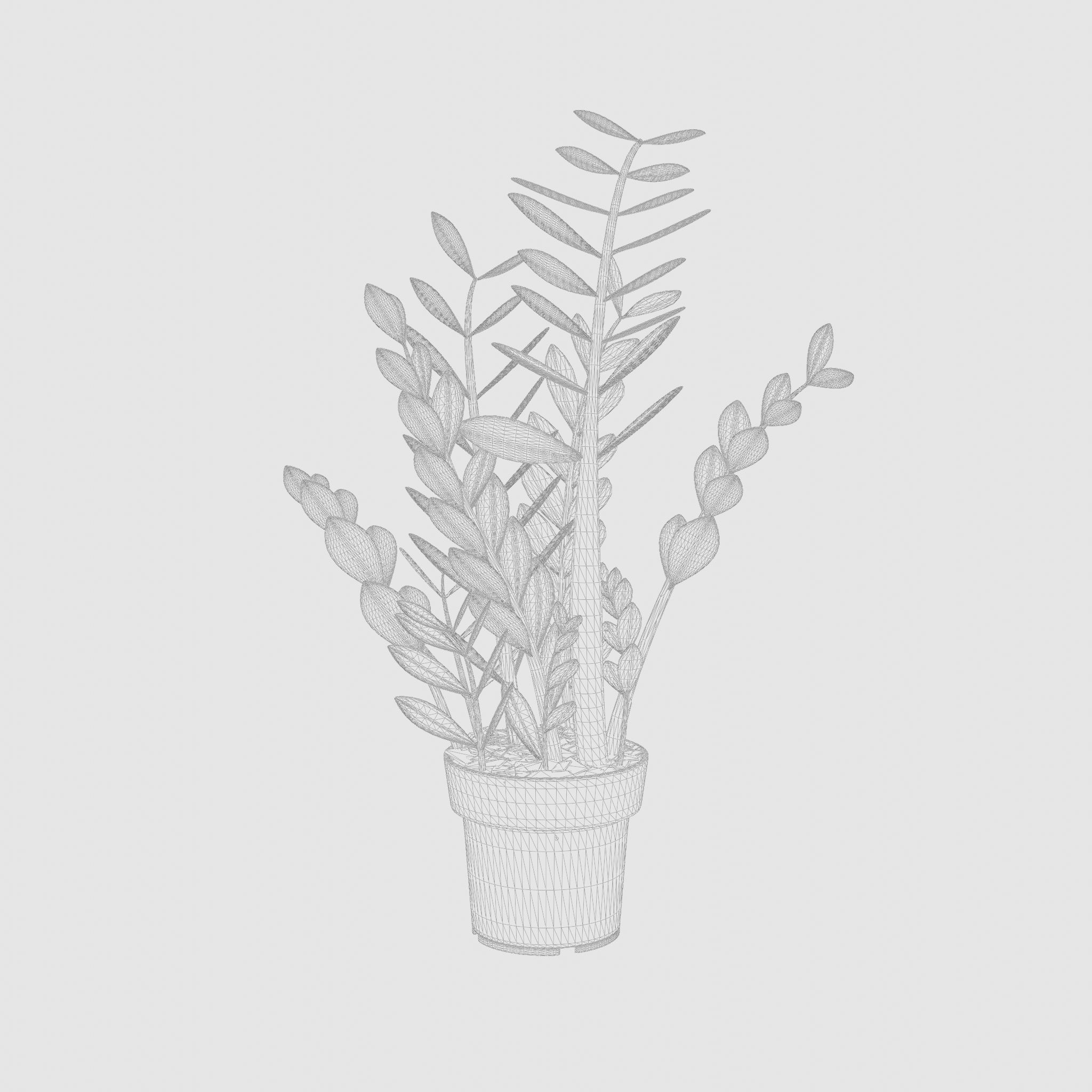 ZZ Plant Zamioculcas Zamiifolia 3D Model Low-poly 3D model_7