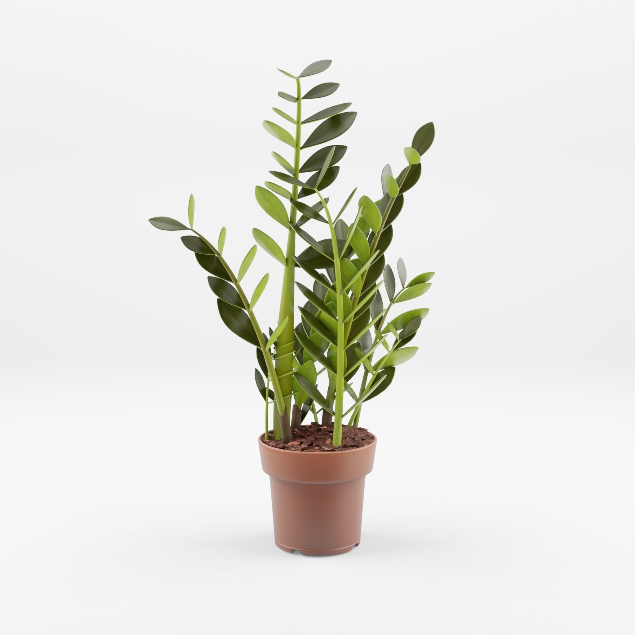 ZZ Plant Zamioculcas Zamiifolia 3D Model Low-poly 3D model_1