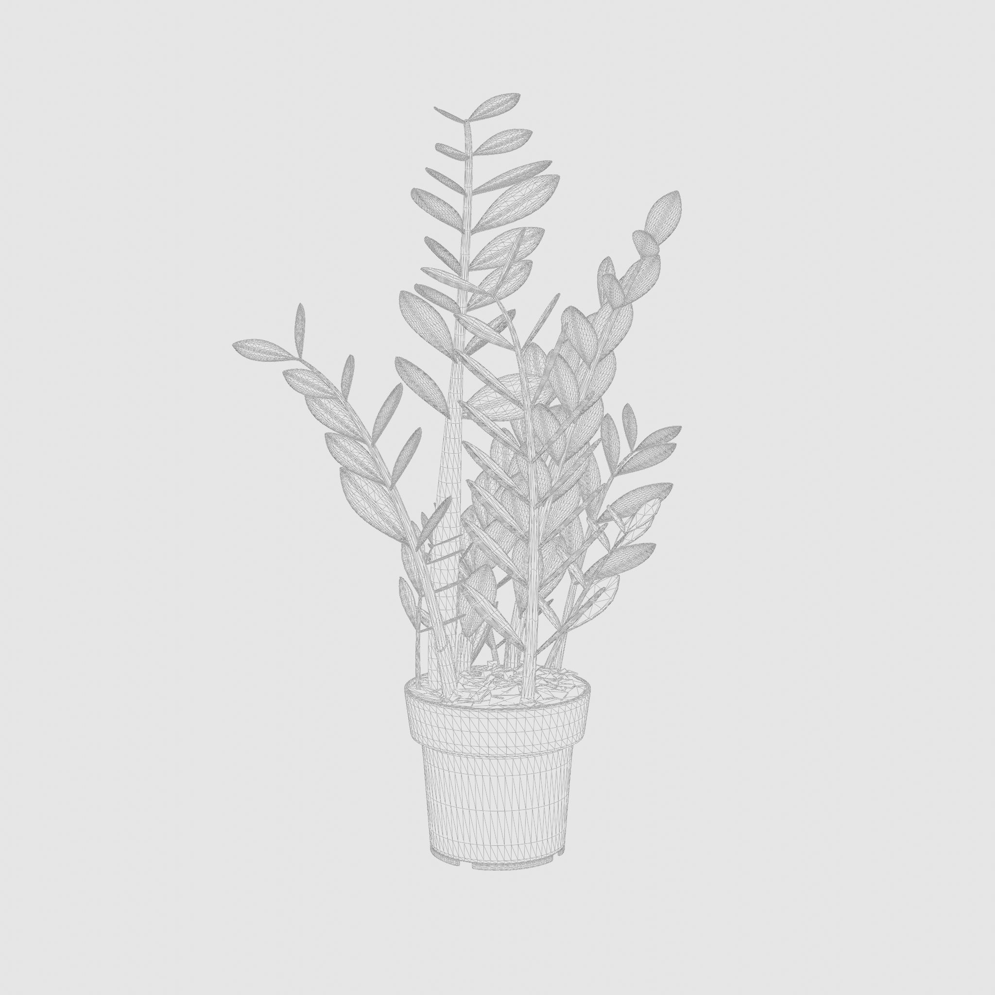 ZZ Plant Zamioculcas Zamiifolia 3D Model Low-poly 3D model_5