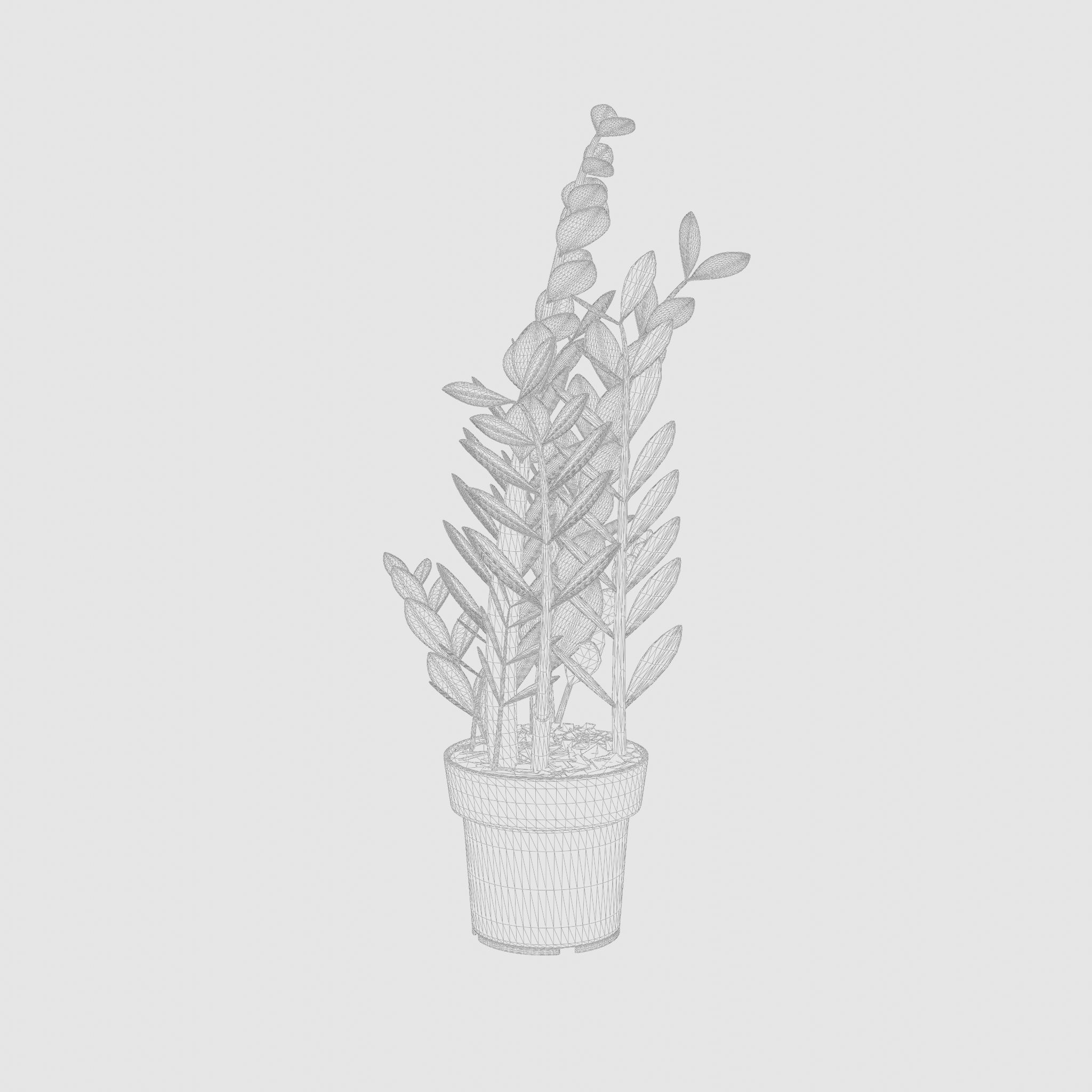ZZ Plant Zamioculcas Zamiifolia 3D Model Low-poly 3D model_6