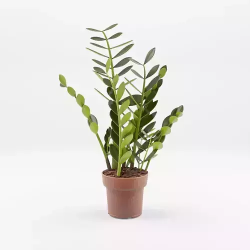 ZZ Plant Zamioculcas Zamiifolia 3D Model Low-poly 3D model