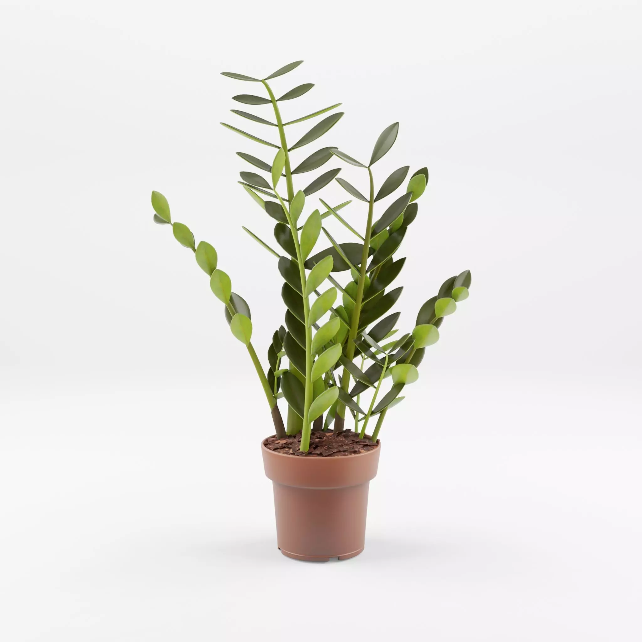 ZZ Plant Zamioculcas Zamiifolia 3D Model Low-poly 3D model_0