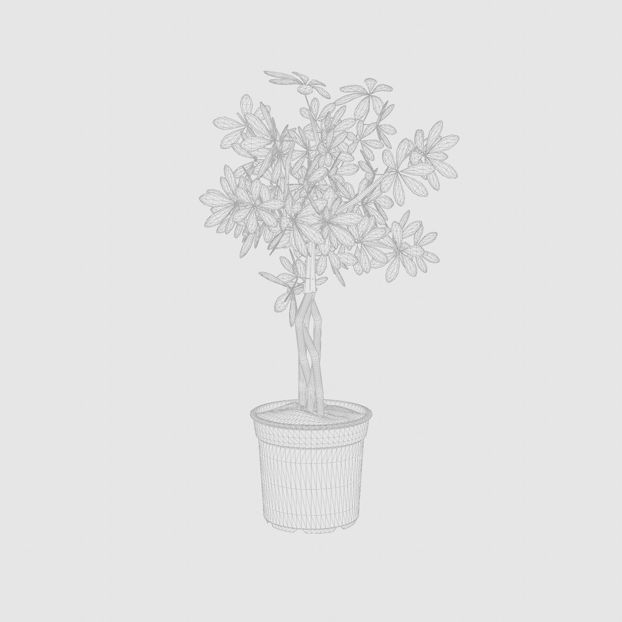 Schefflera Umbrella Houseplant 3D Model Low-poly 3D model_5