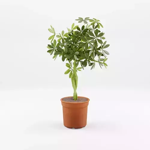 Schefflera Umbrella Houseplant 3D Model Low-poly 3D model