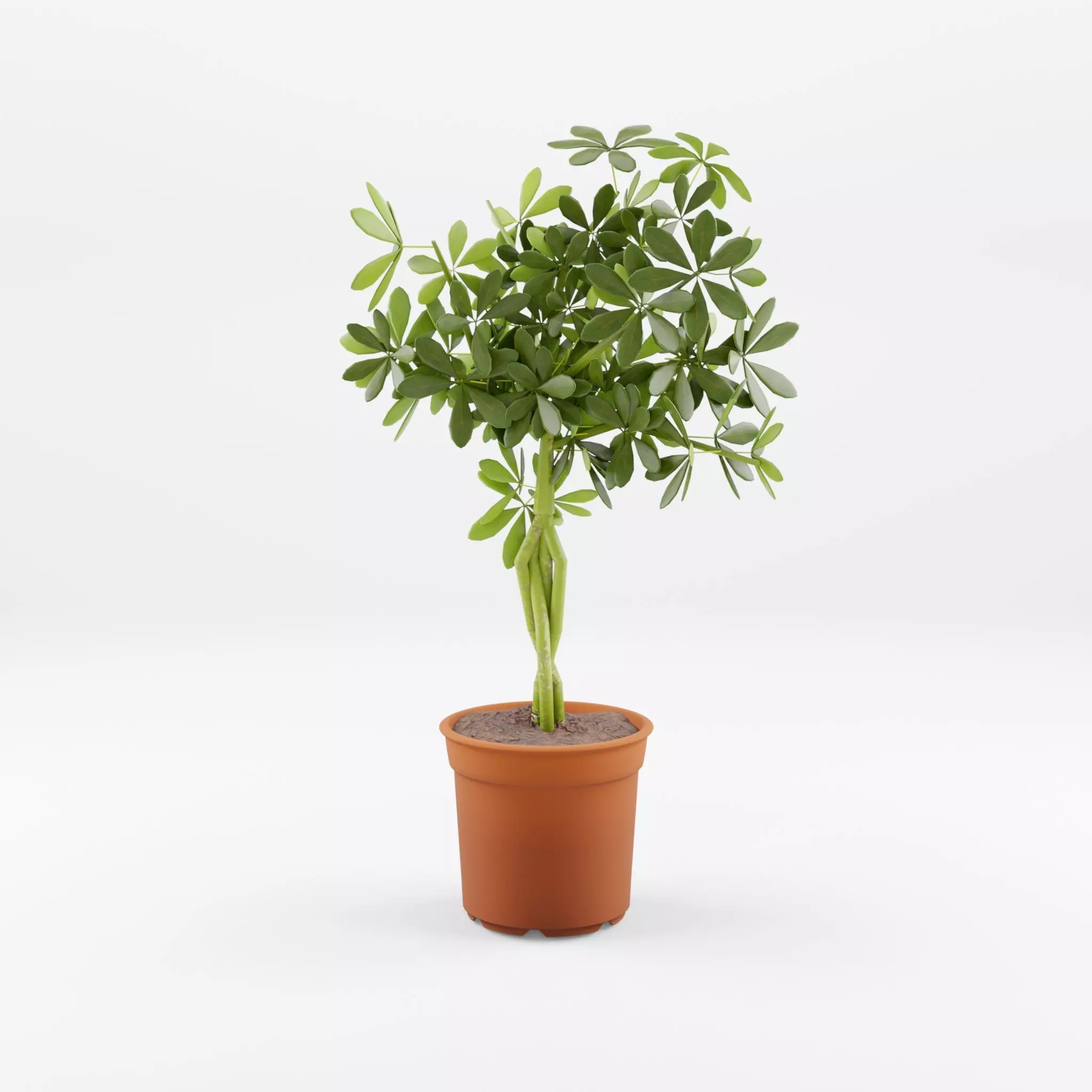 Schefflera Umbrella Houseplant 3D Model Low-poly 3D model_0