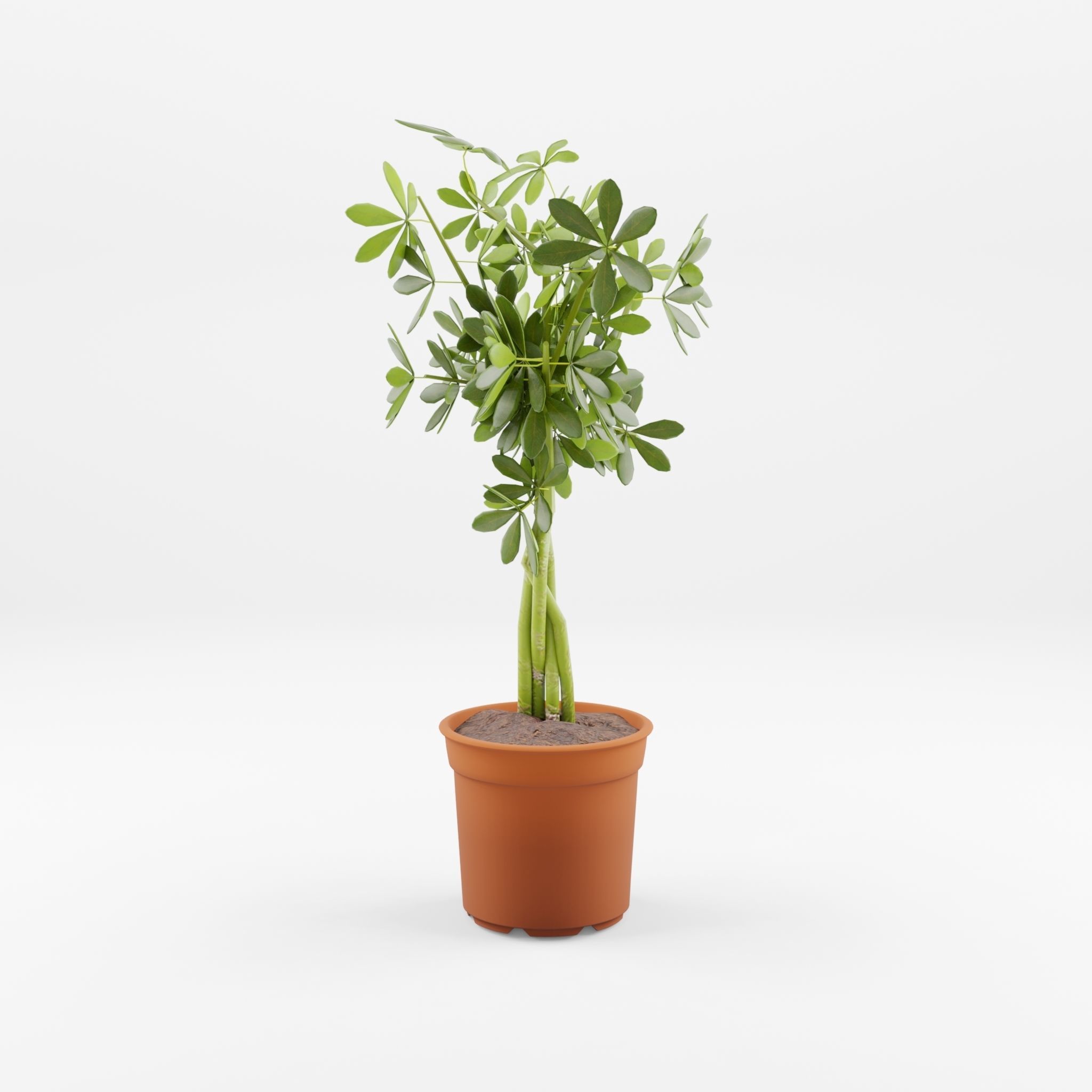 Schefflera Umbrella Houseplant 3D Model Low-poly 3D model_2