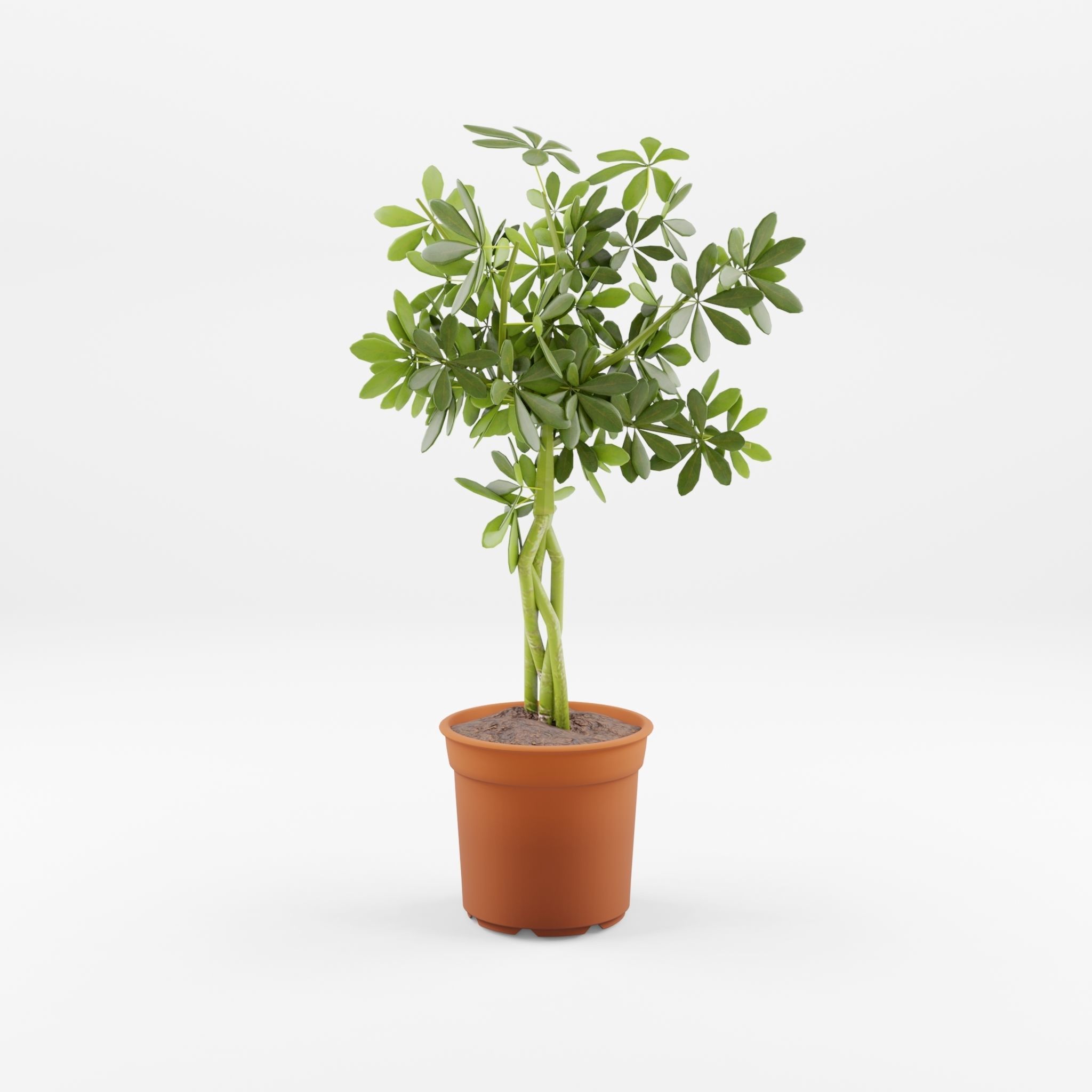 Schefflera Umbrella Houseplant 3D Model Low-poly 3D model_1