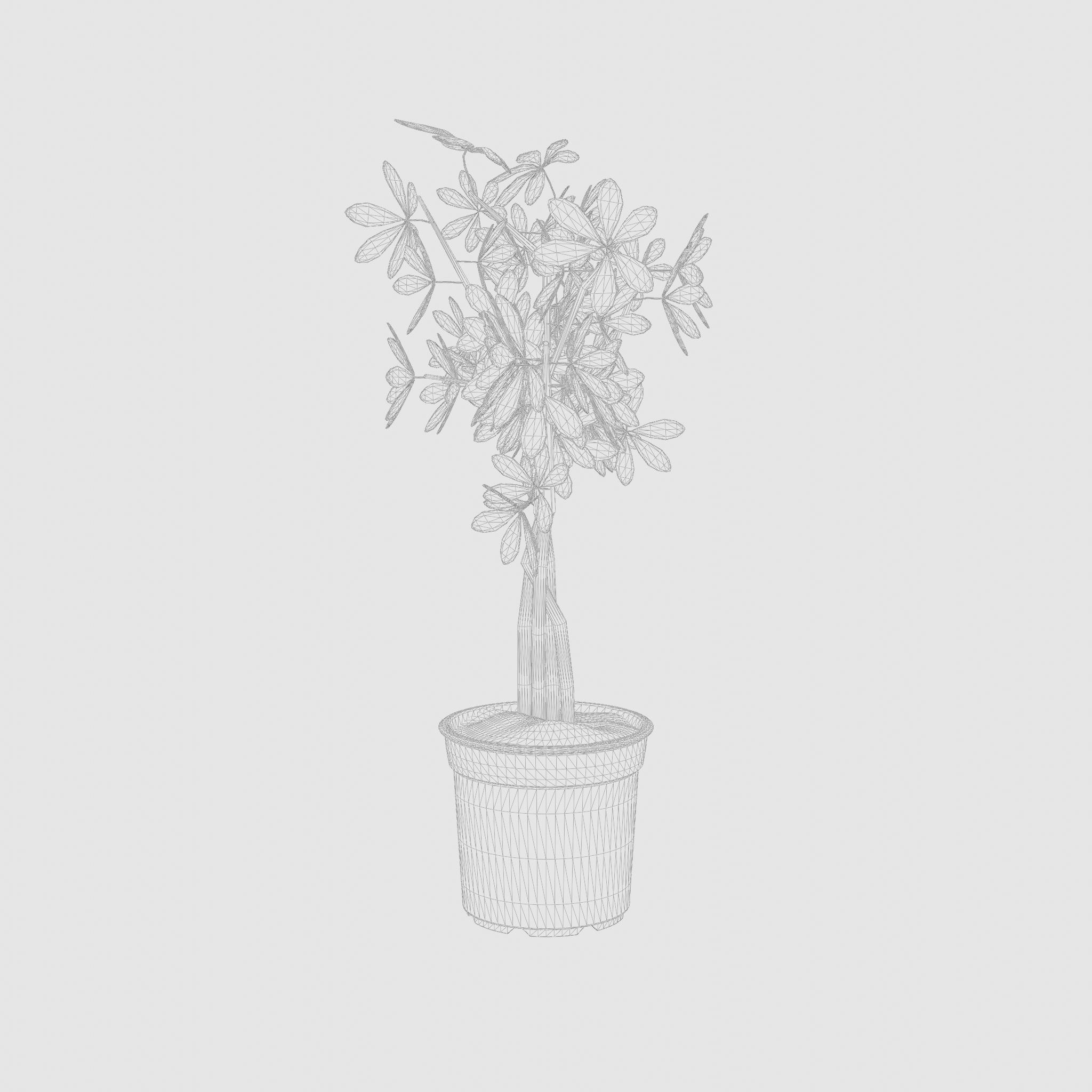 Schefflera Umbrella Houseplant 3D Model Low-poly 3D model_6