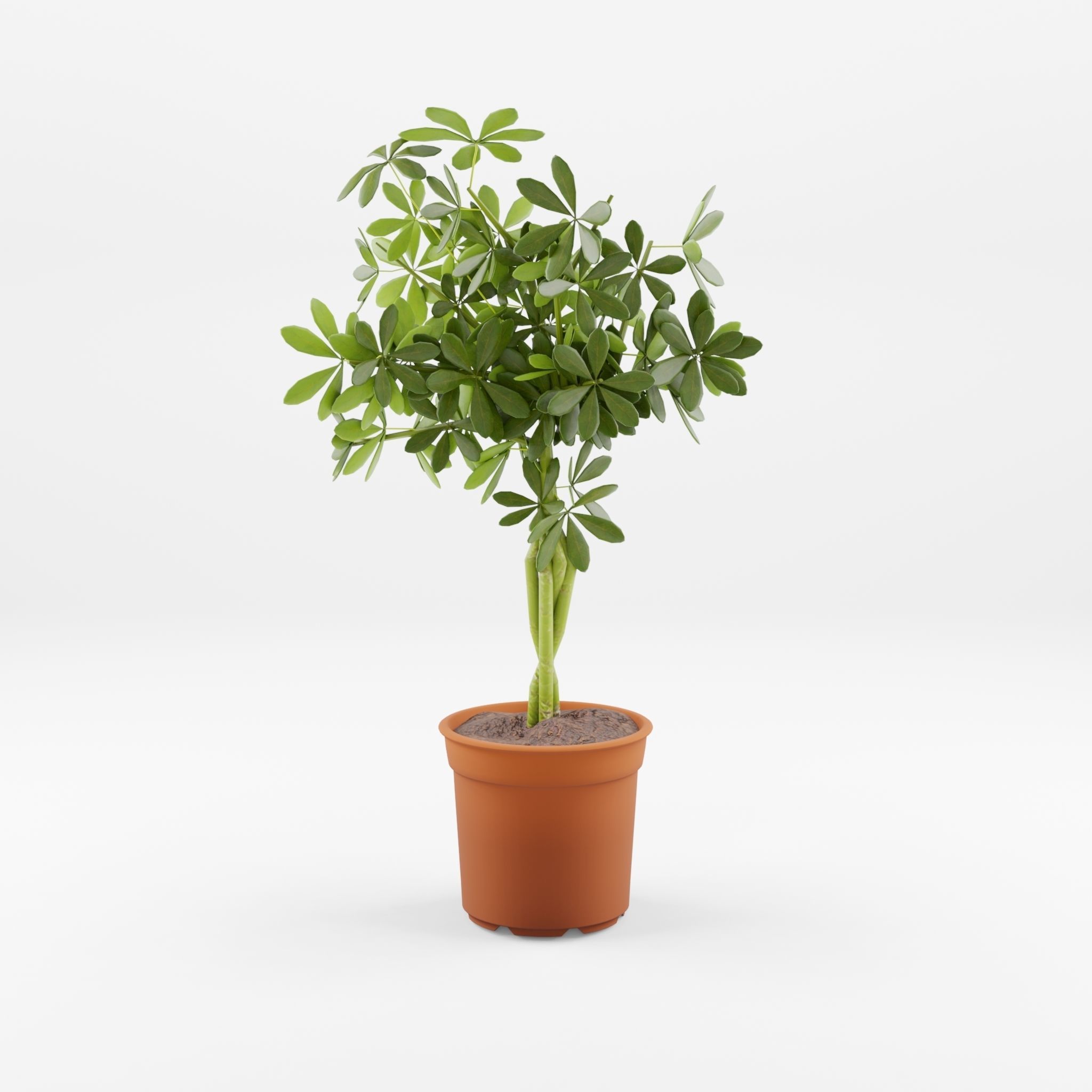 Schefflera Umbrella Houseplant 3D Model Low-poly 3D model_3