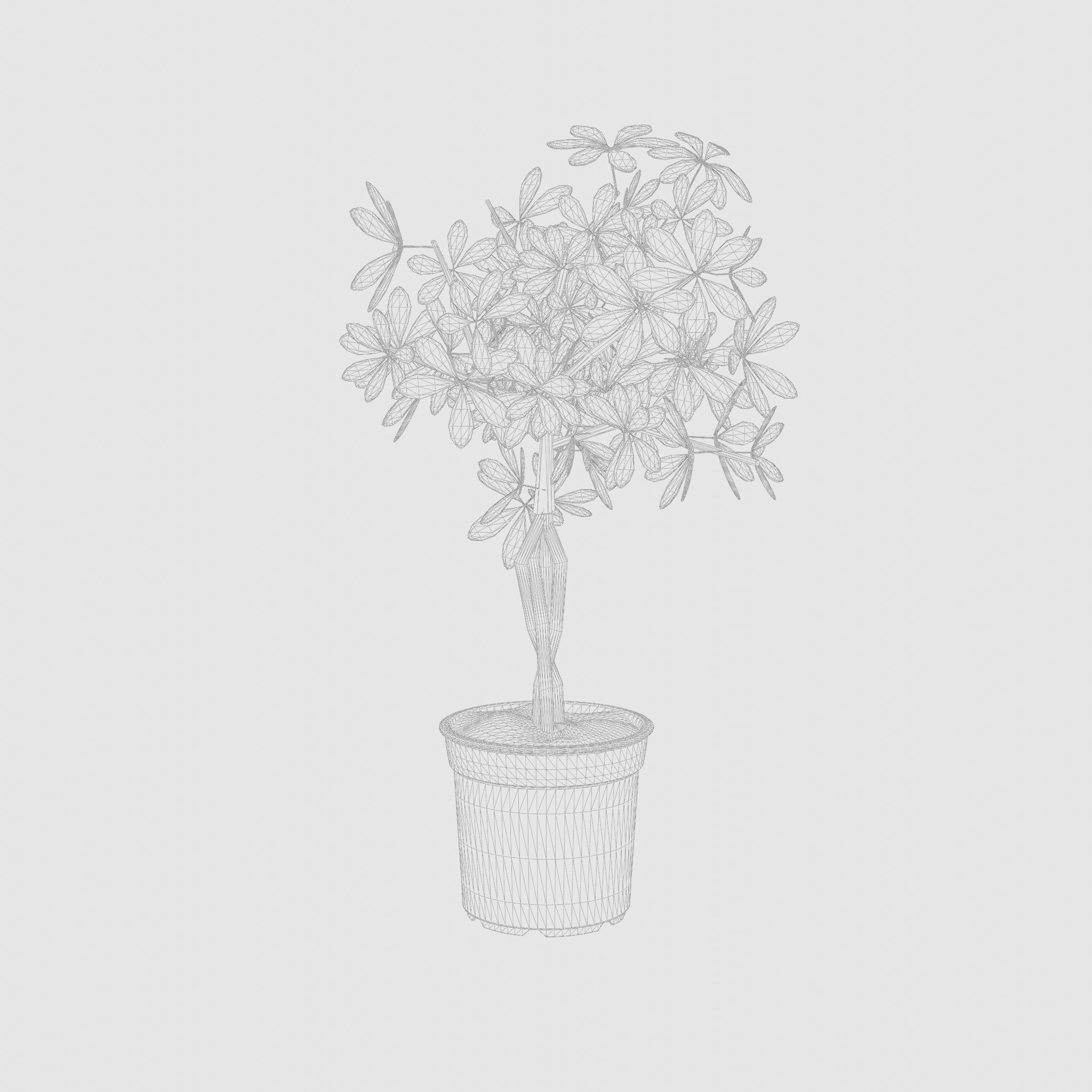 Schefflera Umbrella Houseplant 3D Model Low-poly 3D model_4