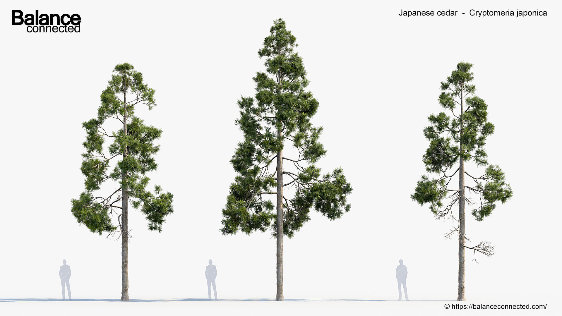Japanese cedar  Cryptomeria japonica 3D model_1