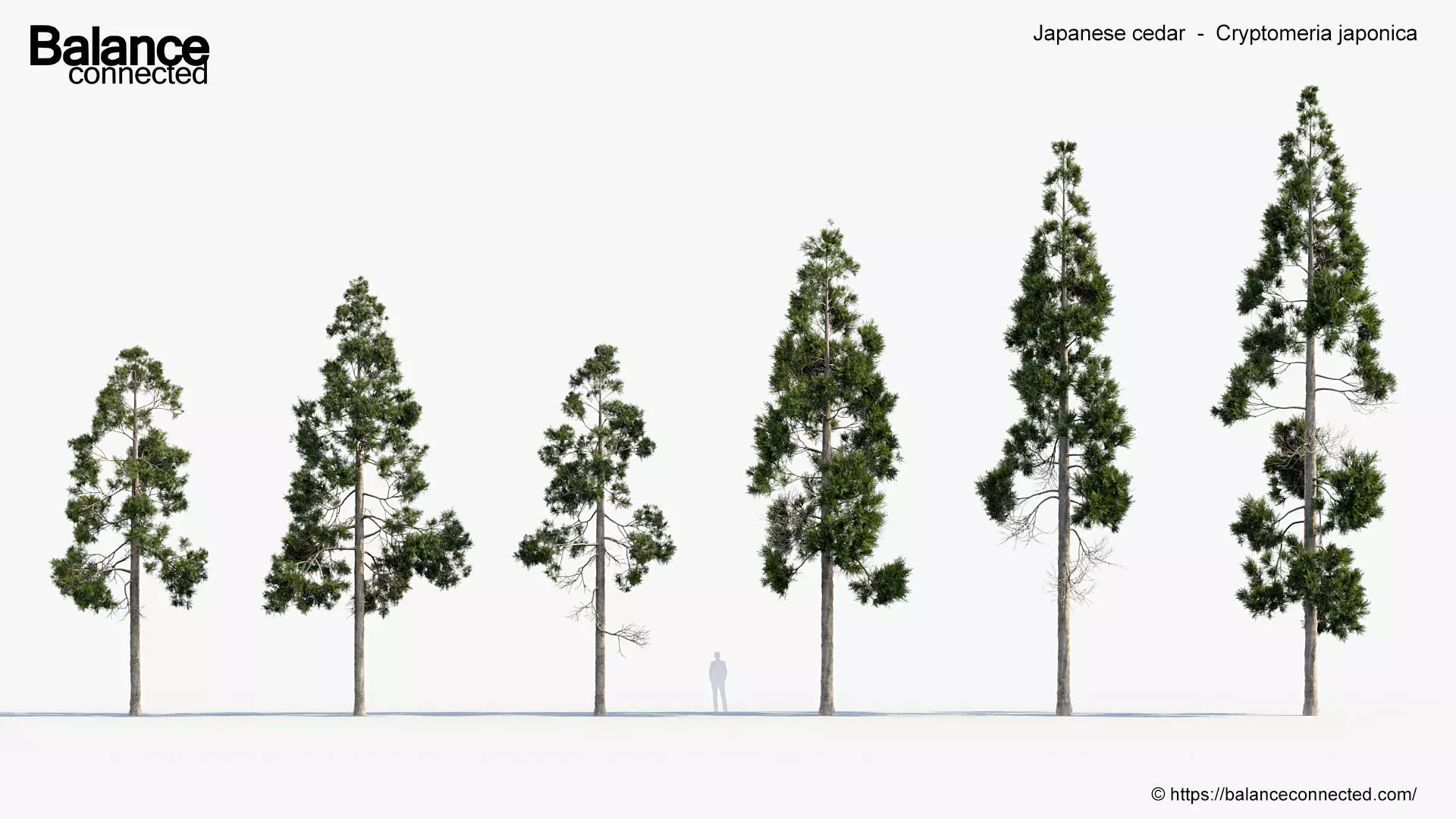 Japanese cedar  Cryptomeria japonica 3D model_0