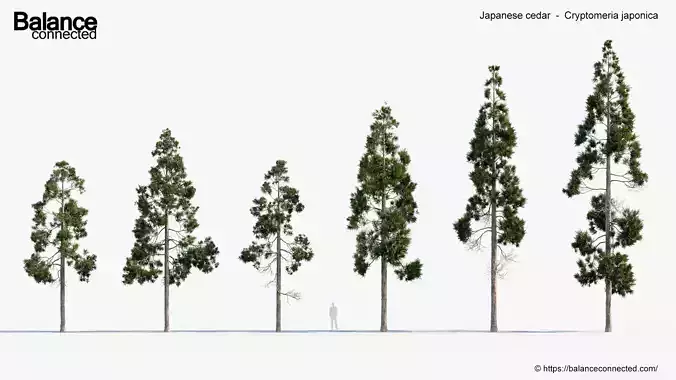 Japanese cedar  Cryptomeria japonica 3D model