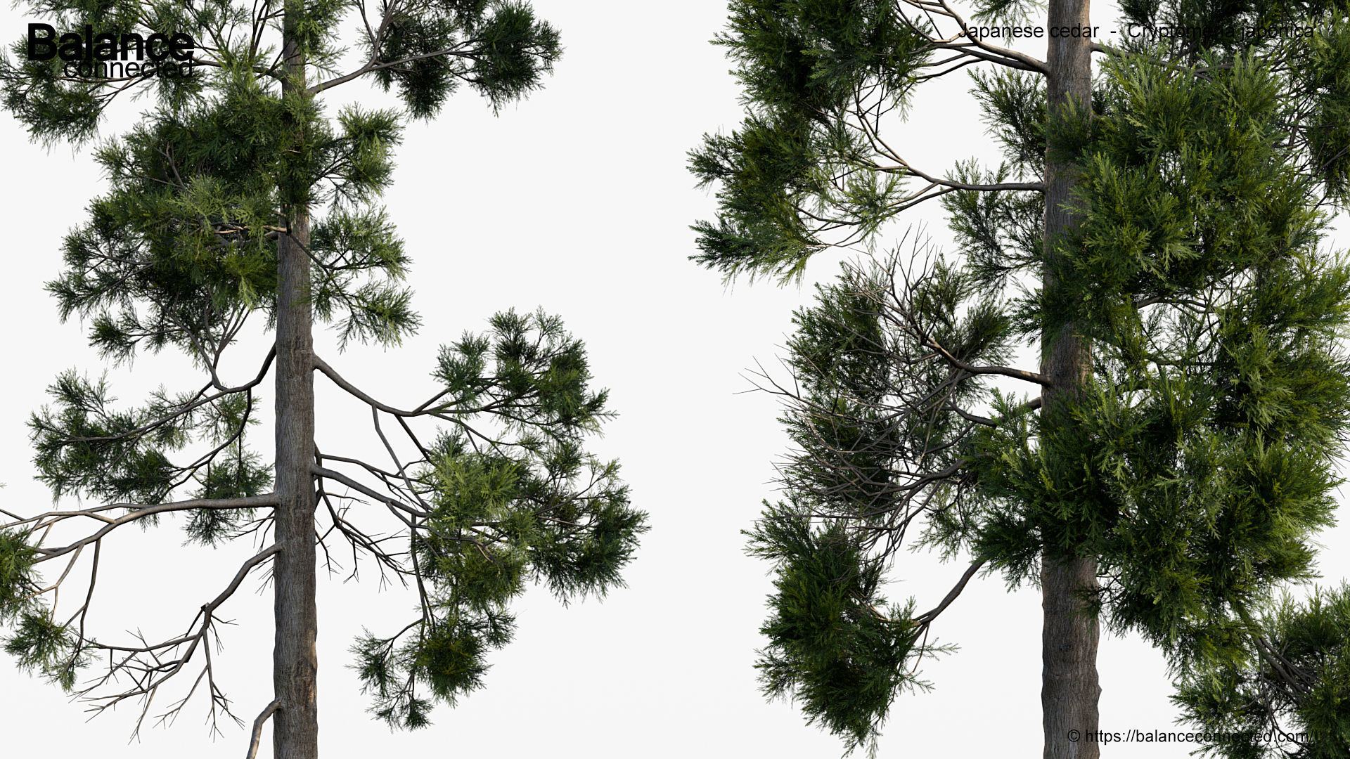 Japanese cedar  Cryptomeria japonica 3D model_3
