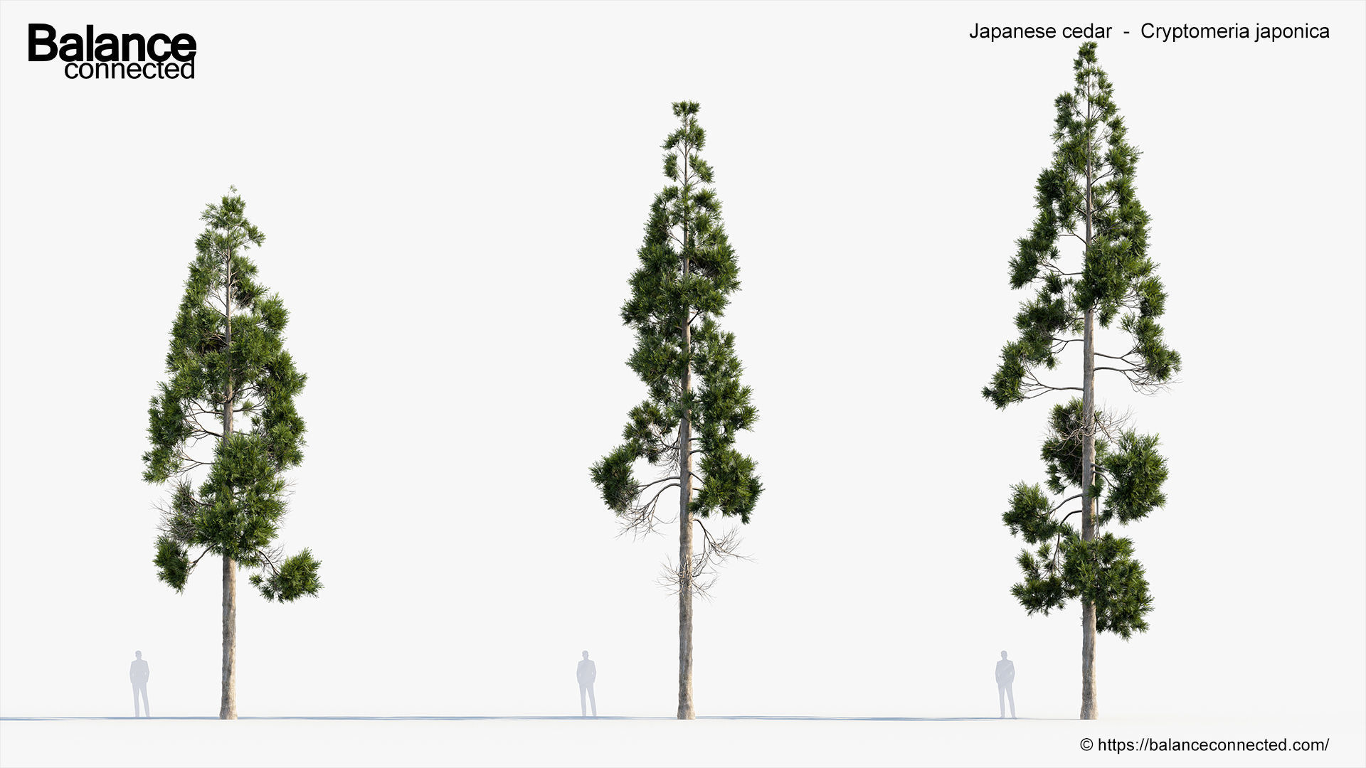 Japanese cedar  Cryptomeria japonica 3D model_2