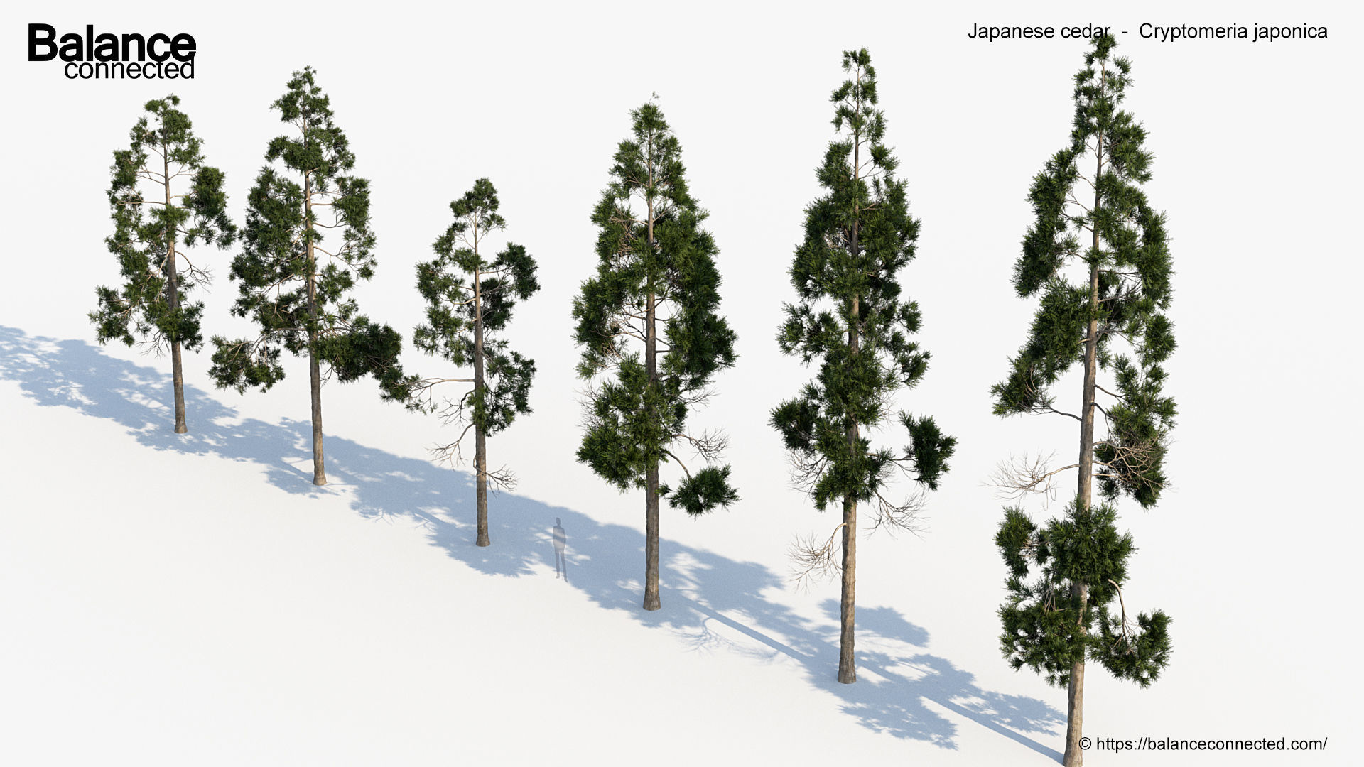 Japanese cedar  Cryptomeria japonica 3D model_4