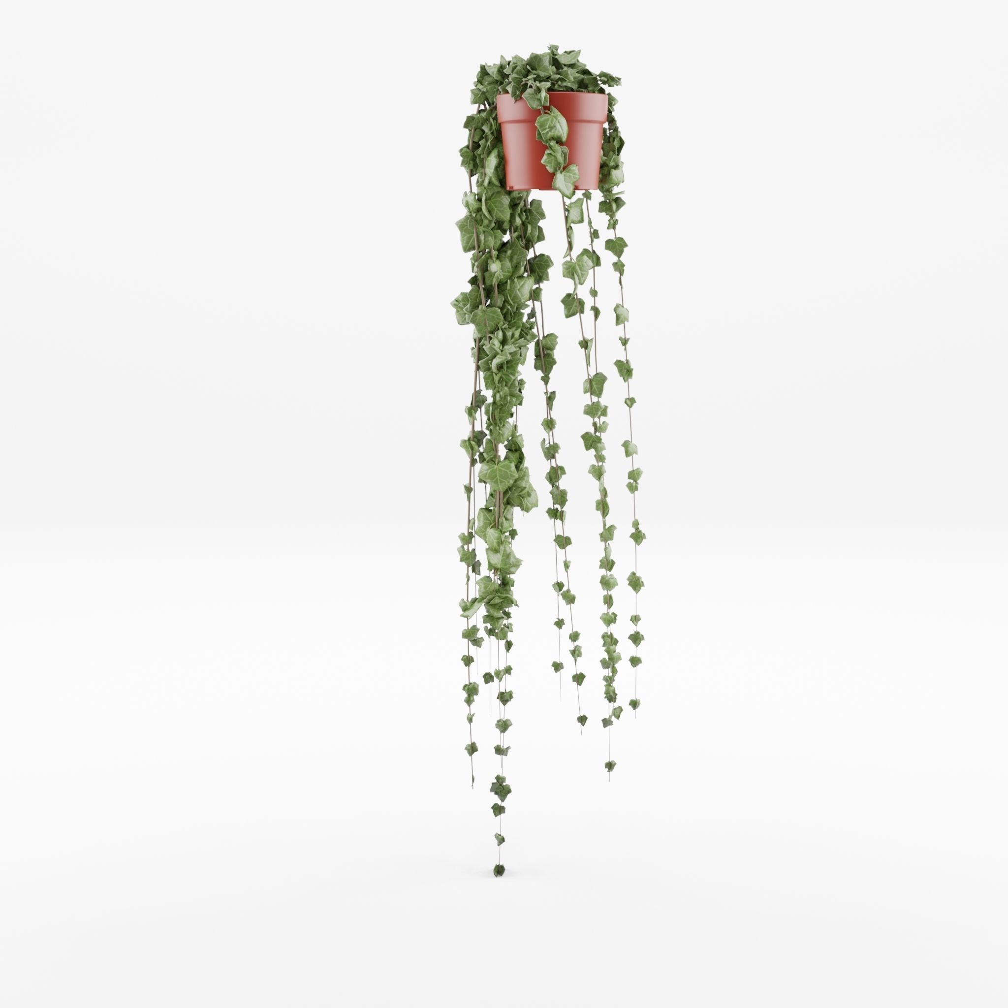 Common Ivy Hedera Helix 3D Model Low-poly 3D model_1