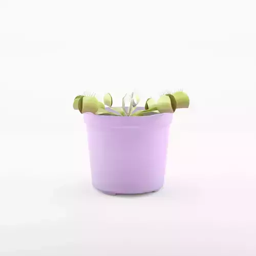 The Venus Flytrap 3D Model